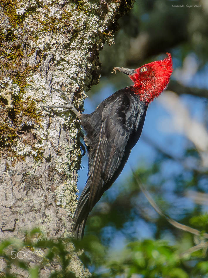 Nikon D7000 + Sigma 50-500mm F4.5-6.3 DG OS HSM sample photo. Magellanic woodpecker photography