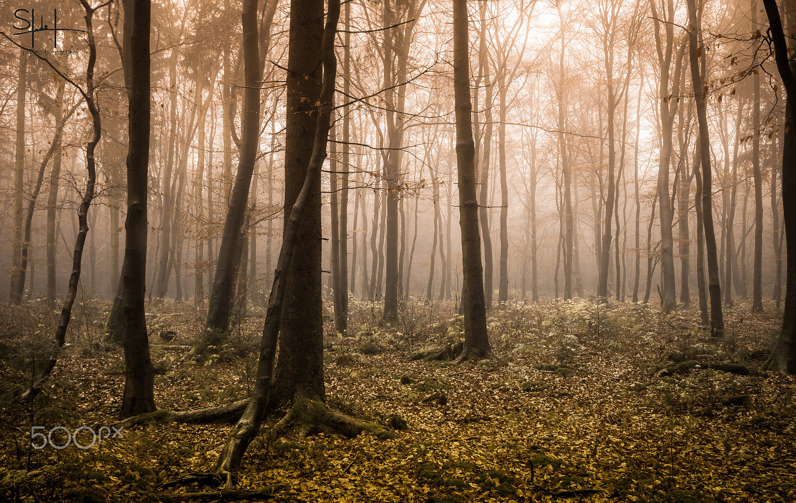 Nikon D300 + Sigma 18-50mm F2.8-4.5 DC OS HSM sample photo. Herbstwald photography