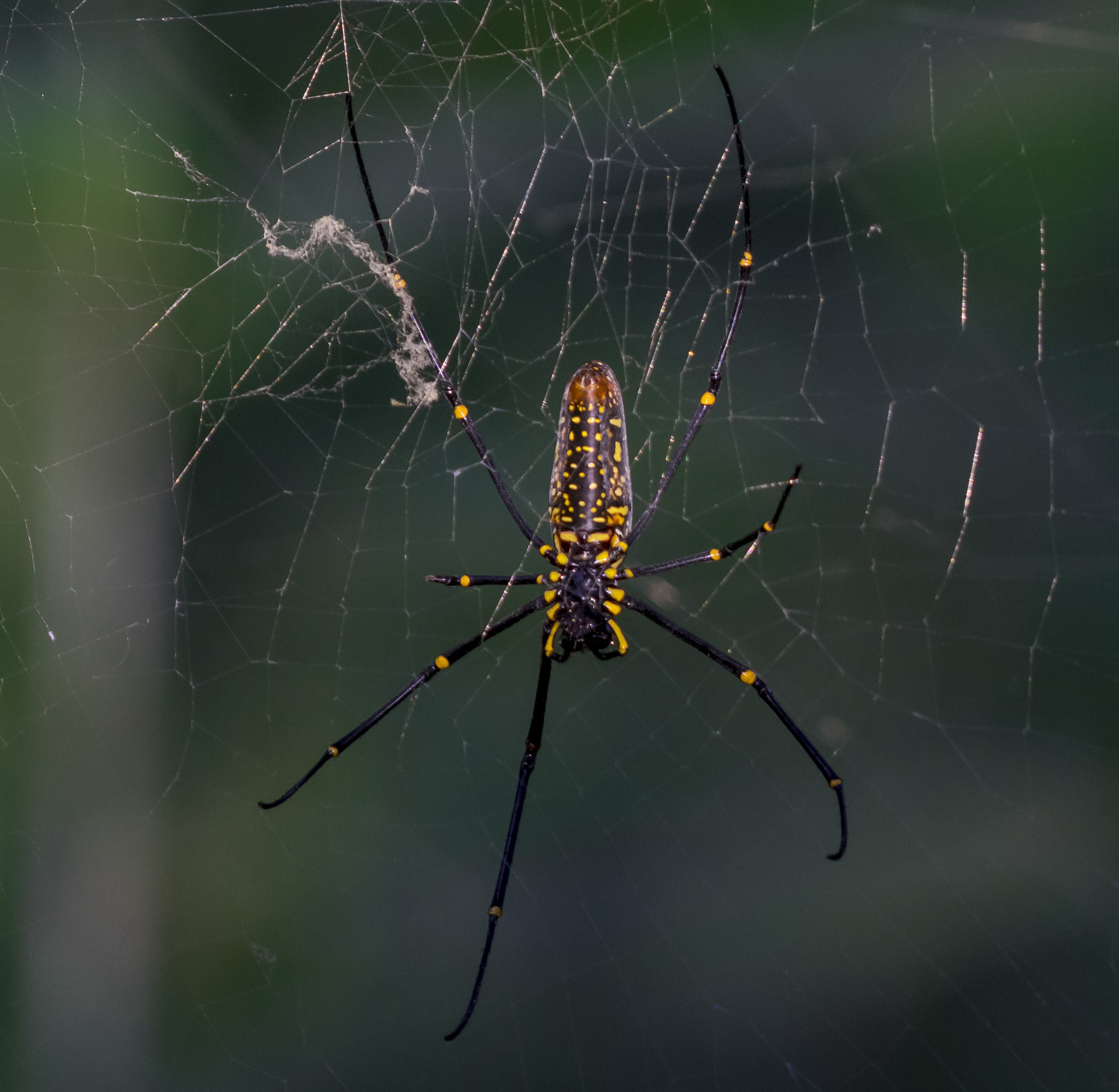 Nikon D5300 sample photo. Himalayan spider photography