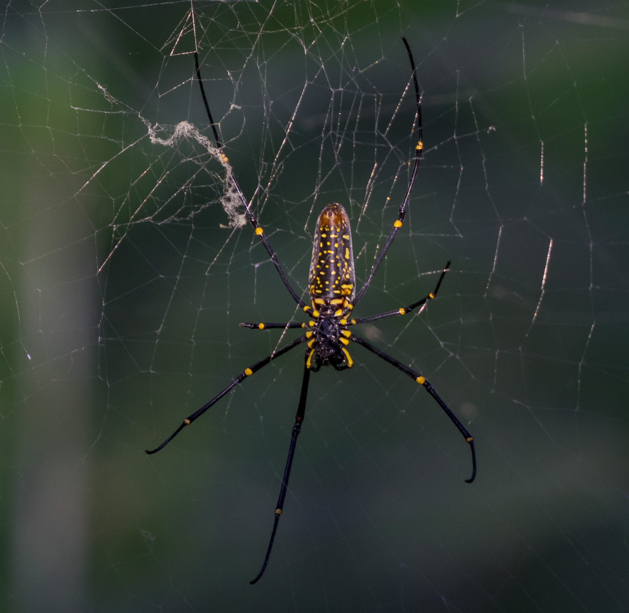 Nikon AF-S Nikkor 200-500mm F5.6E ED VR sample photo. Himalayan spider photography