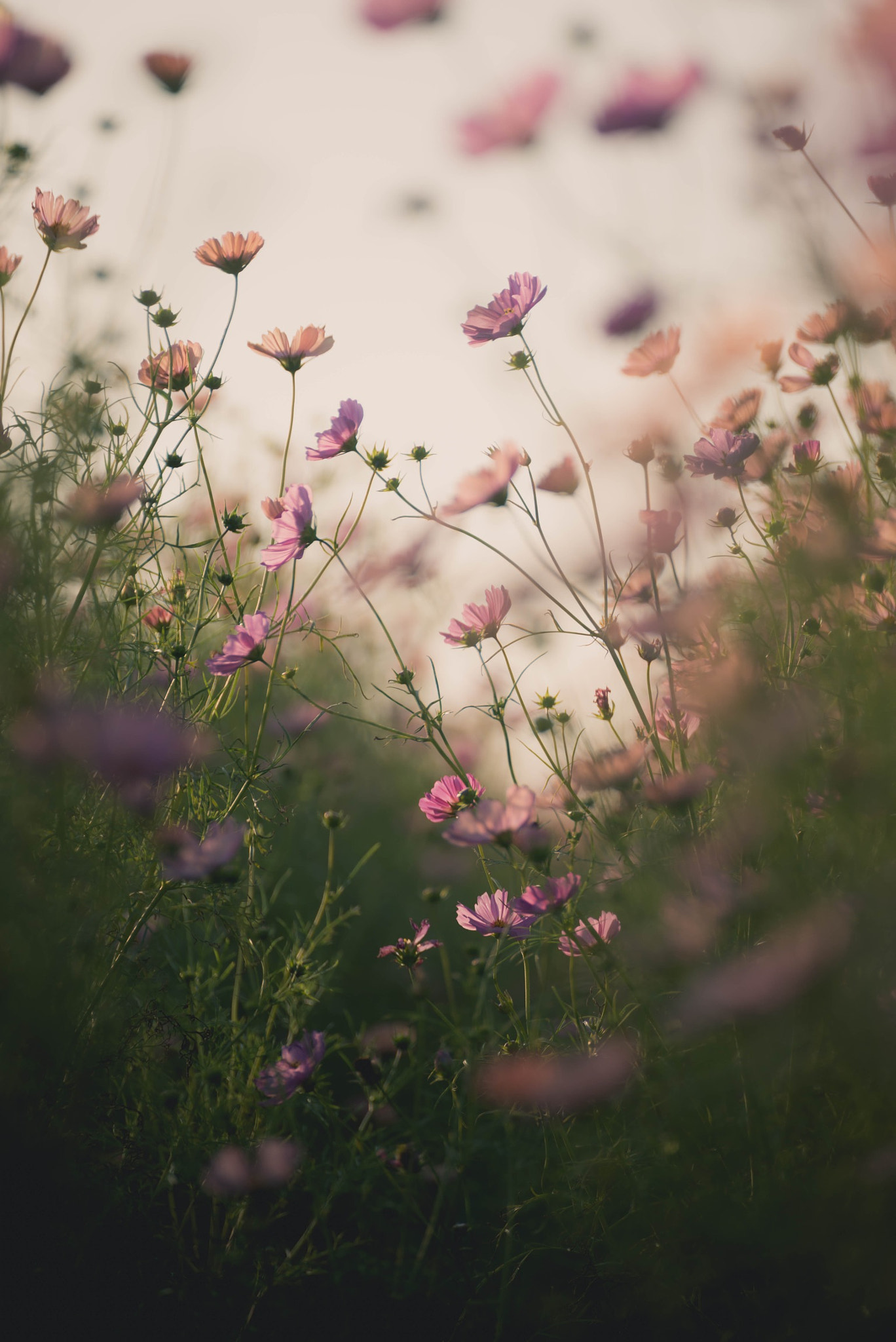 Nikon D800 sample photo. Cosmos photography
