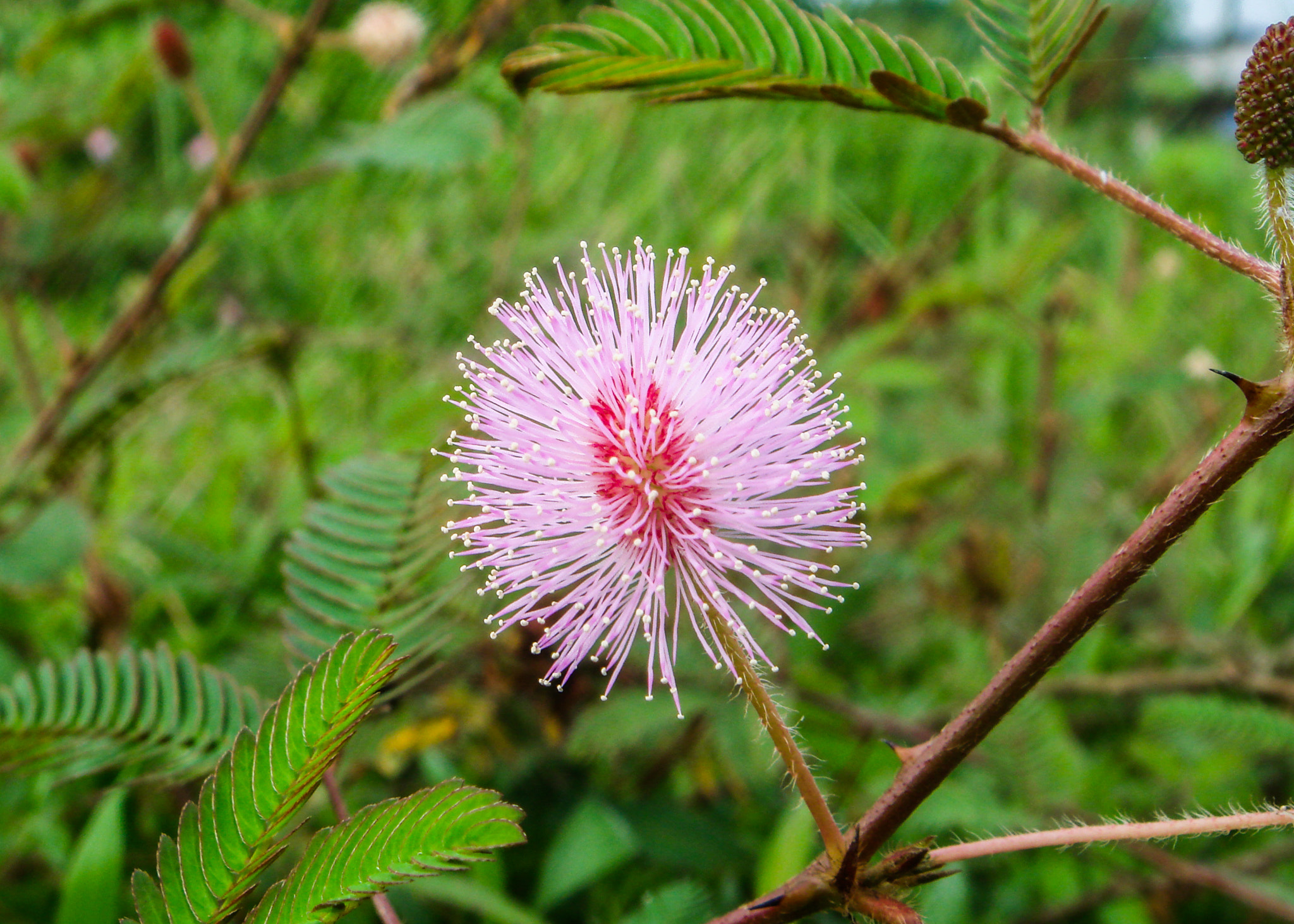 Sony DSC-T10 sample photo. A wild flower photography