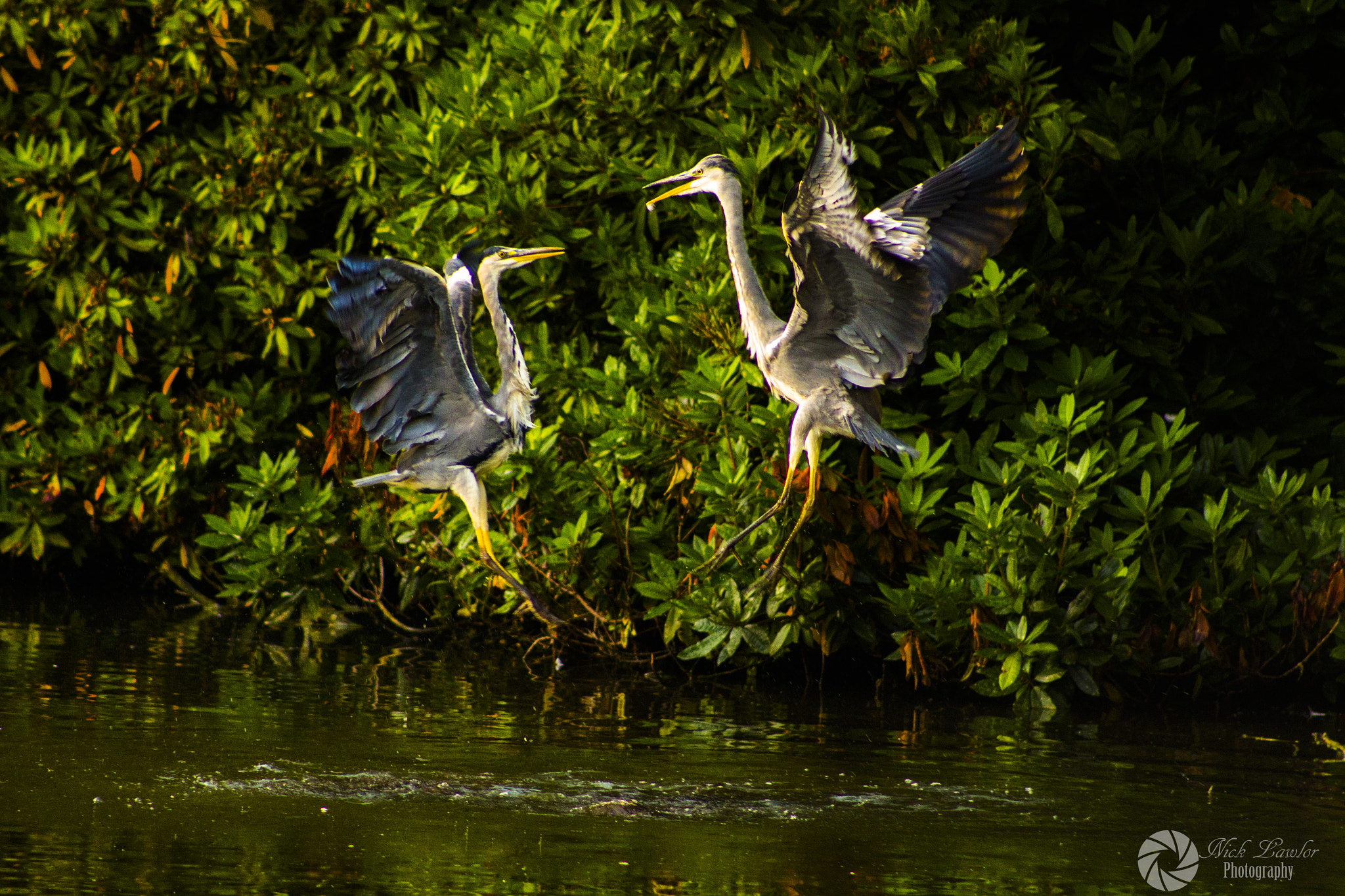 Canon EOS 100D (EOS Rebel SL1 / EOS Kiss X7) + EF75-300mm f/4-5.6 sample photo. Heron fight photography