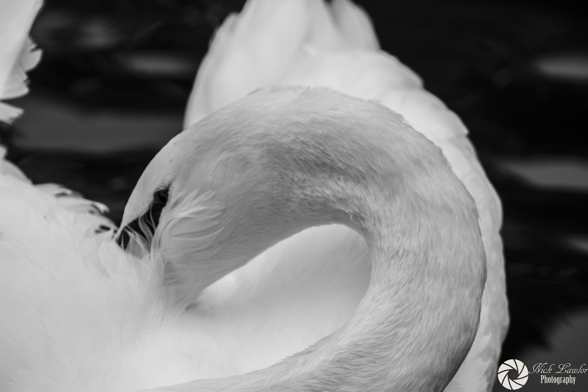 Canon EOS 100D (EOS Rebel SL1 / EOS Kiss X7) + EF75-300mm f/4-5.6 sample photo. Swan lake photography