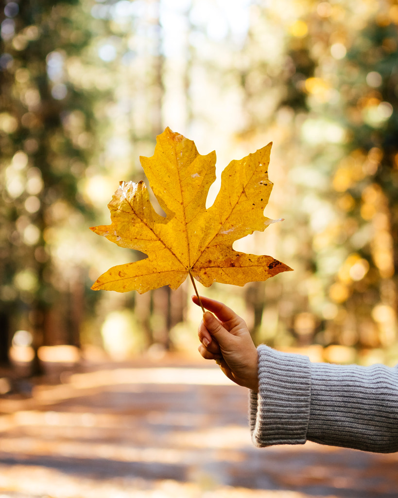 I love that during fall every leaf becomes a flower by Oscar Nilsson on 500px.com