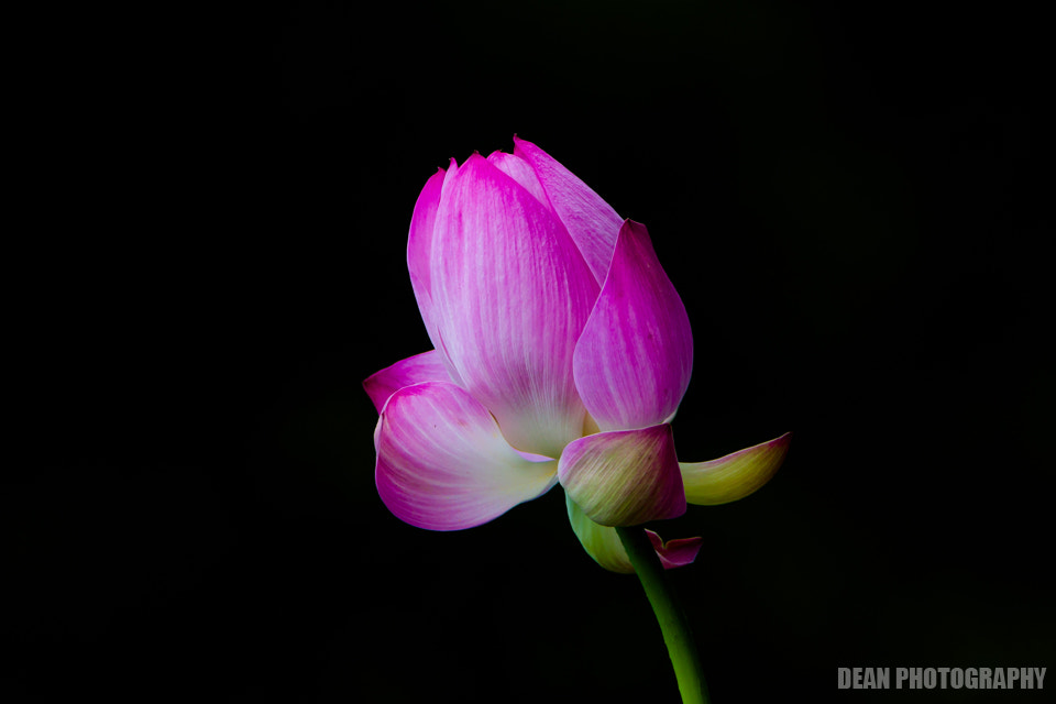 Canon EOS-1D Mark IV sample photo. Lotus photography