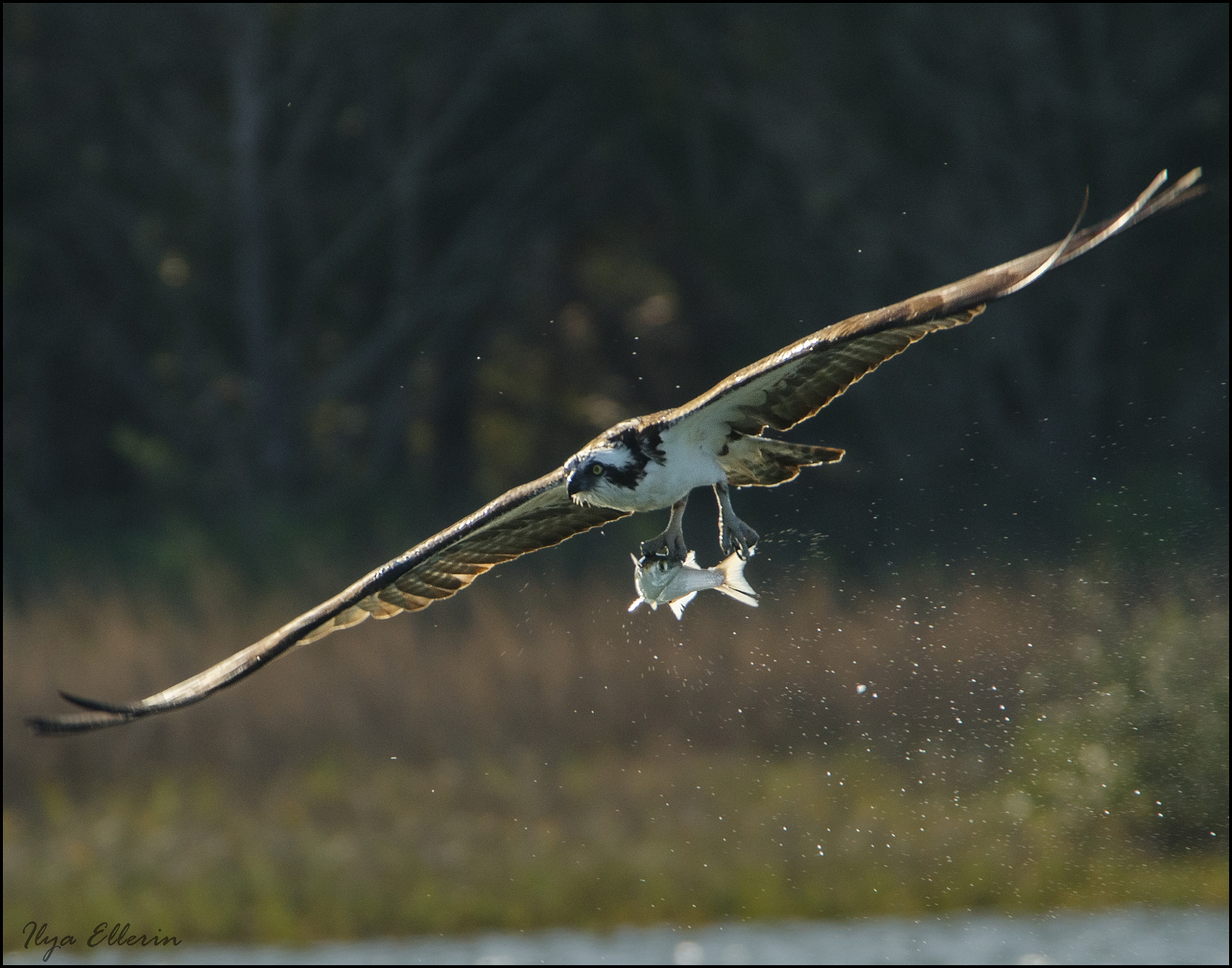 AF-S Zoom-Nikkor 80-200mm f/2.8D IF-ED sample photo. Osprey evening dinner... photography