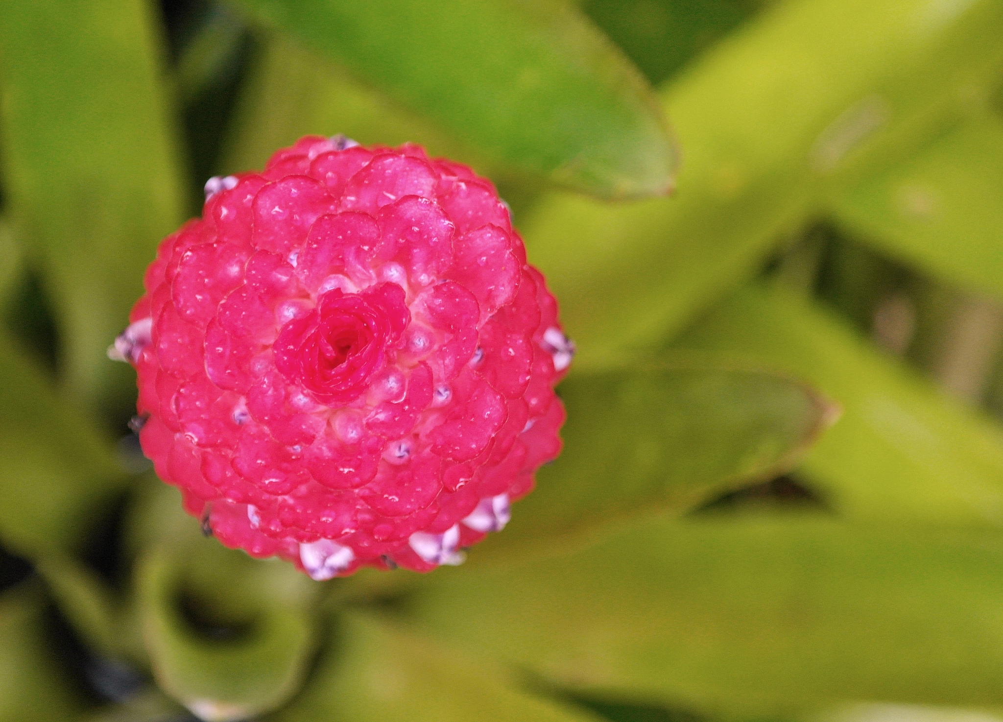 Samsung NX200 sample photo. Lined photography