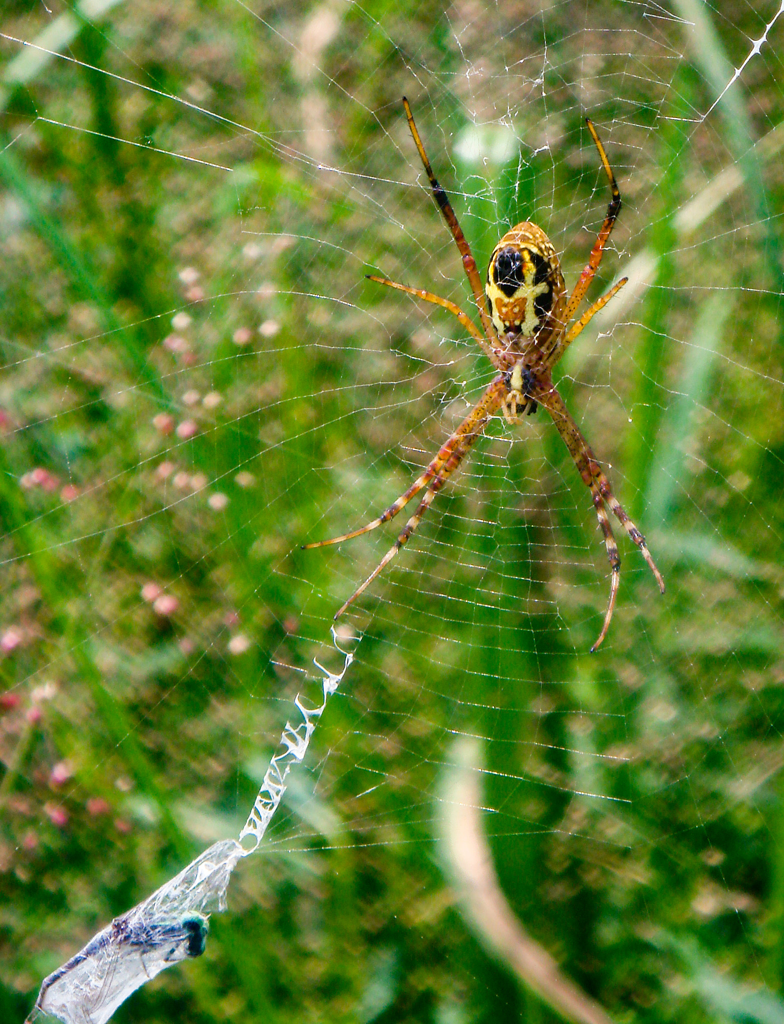 Sony DSC-T10 sample photo. Somewhere in the food chain photography