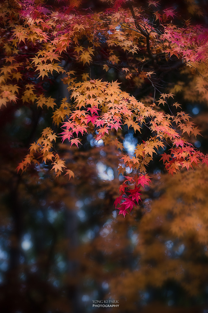 Pentax K-1 sample photo. Before this autumn goes away photography