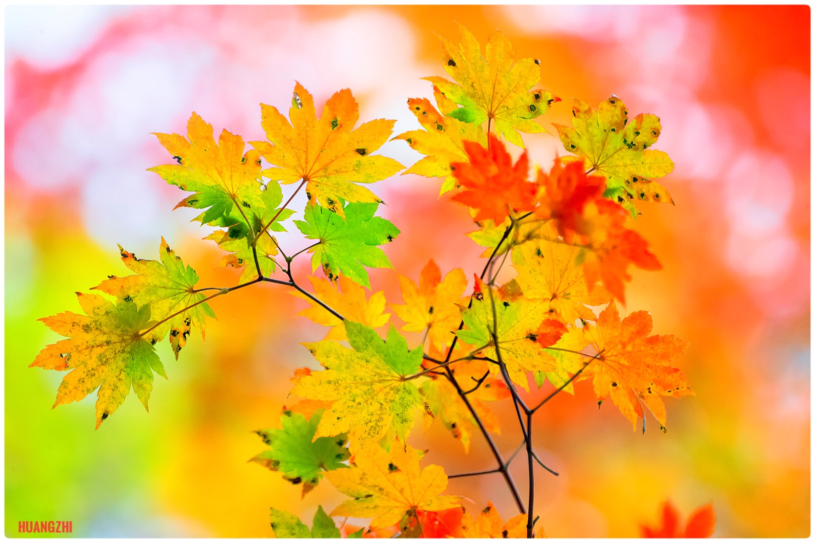 Canon EOS-1D X + Canon EF 70-200mm F2.8L IS II USM sample photo. Autumn dyed maple leaf photography