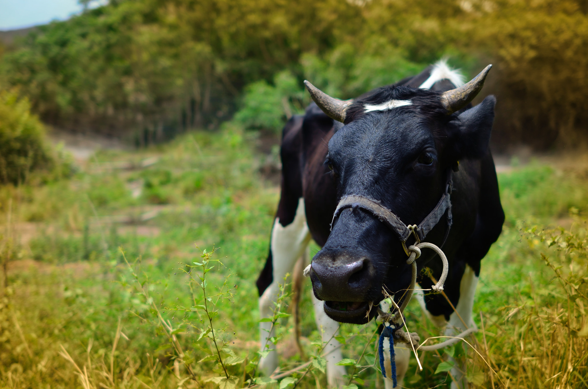 Nikon D5100 + AF Zoom-Nikkor 28-80mm f/3.5-5.6D sample photo. Cow photography