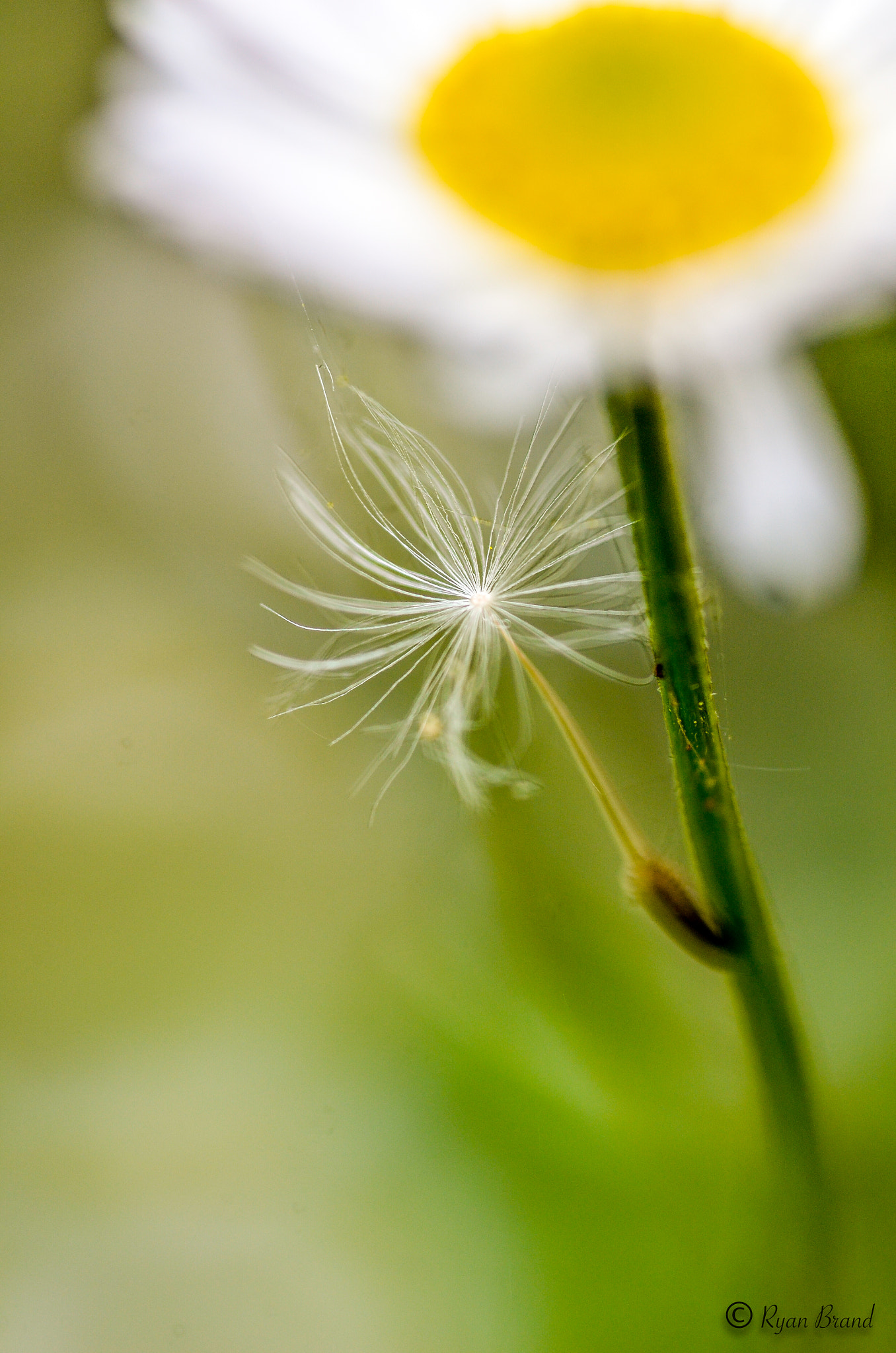 Nikon D7000 sample photo. Seed photography