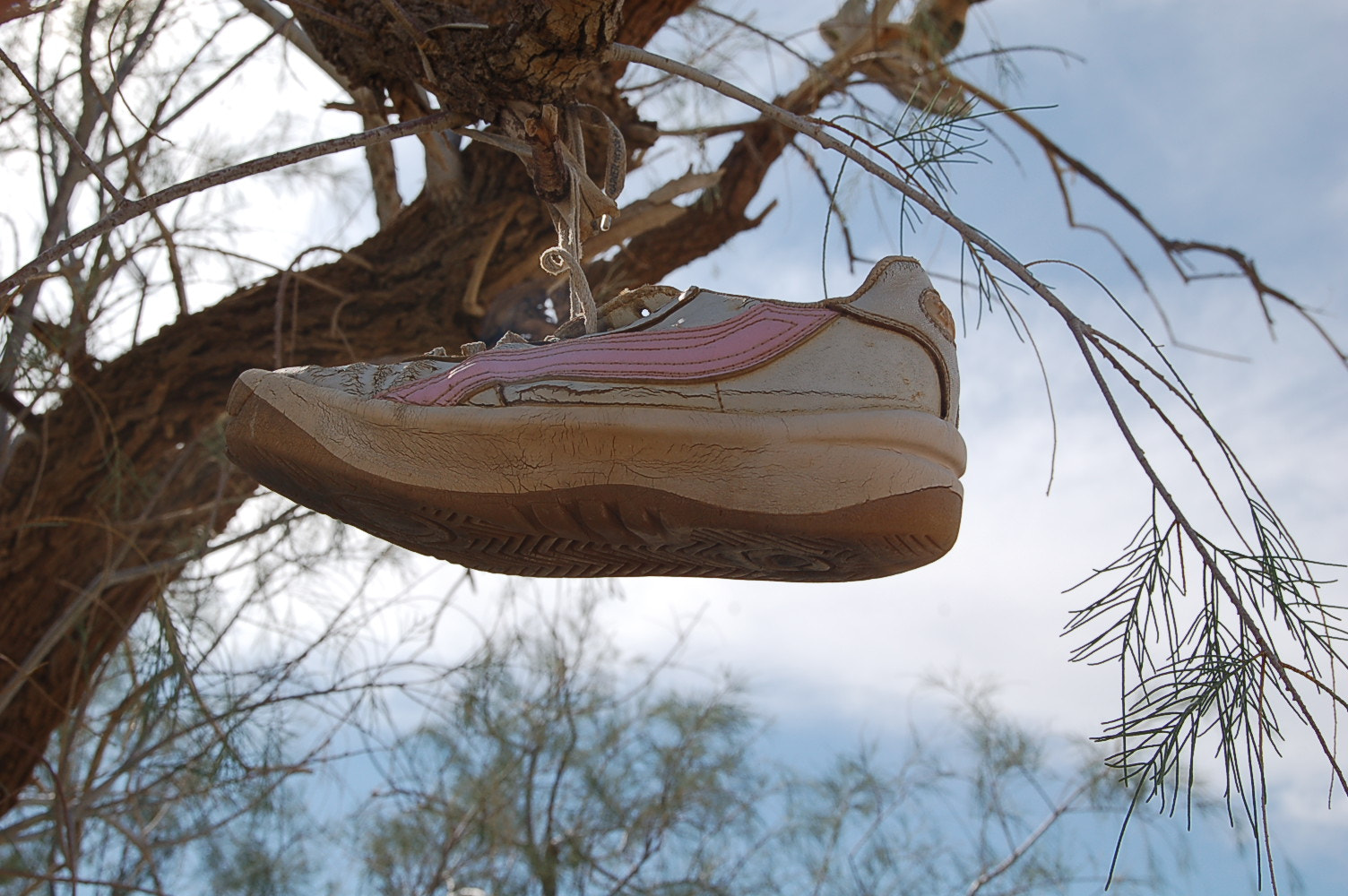Nikon D50 sample photo. If trees could walk photography