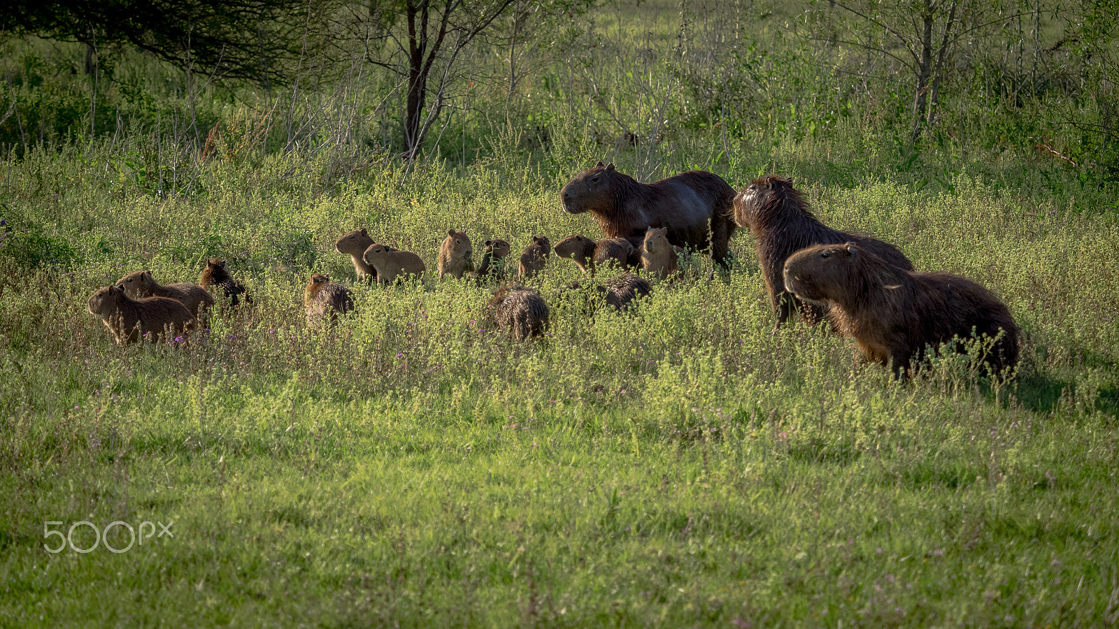 Olympus OM-D E-M1 + Olympus M.Zuiko Digital ED 40-150mm F2.8 Pro sample photo. Capybara family group, the largest rodent (hydrochoerus hydrochaeris) photography
