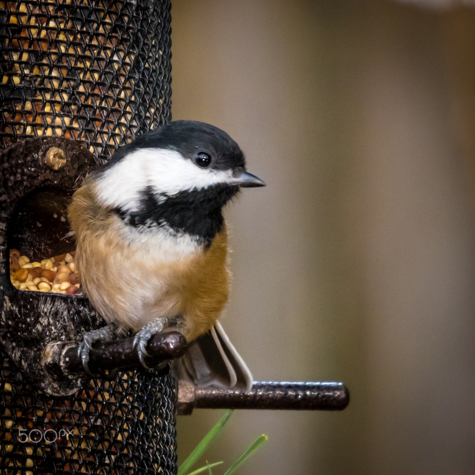 Sigma 120-400mm F4.5-5.6 DG OS HSM sample photo. Black capped chickadee photography