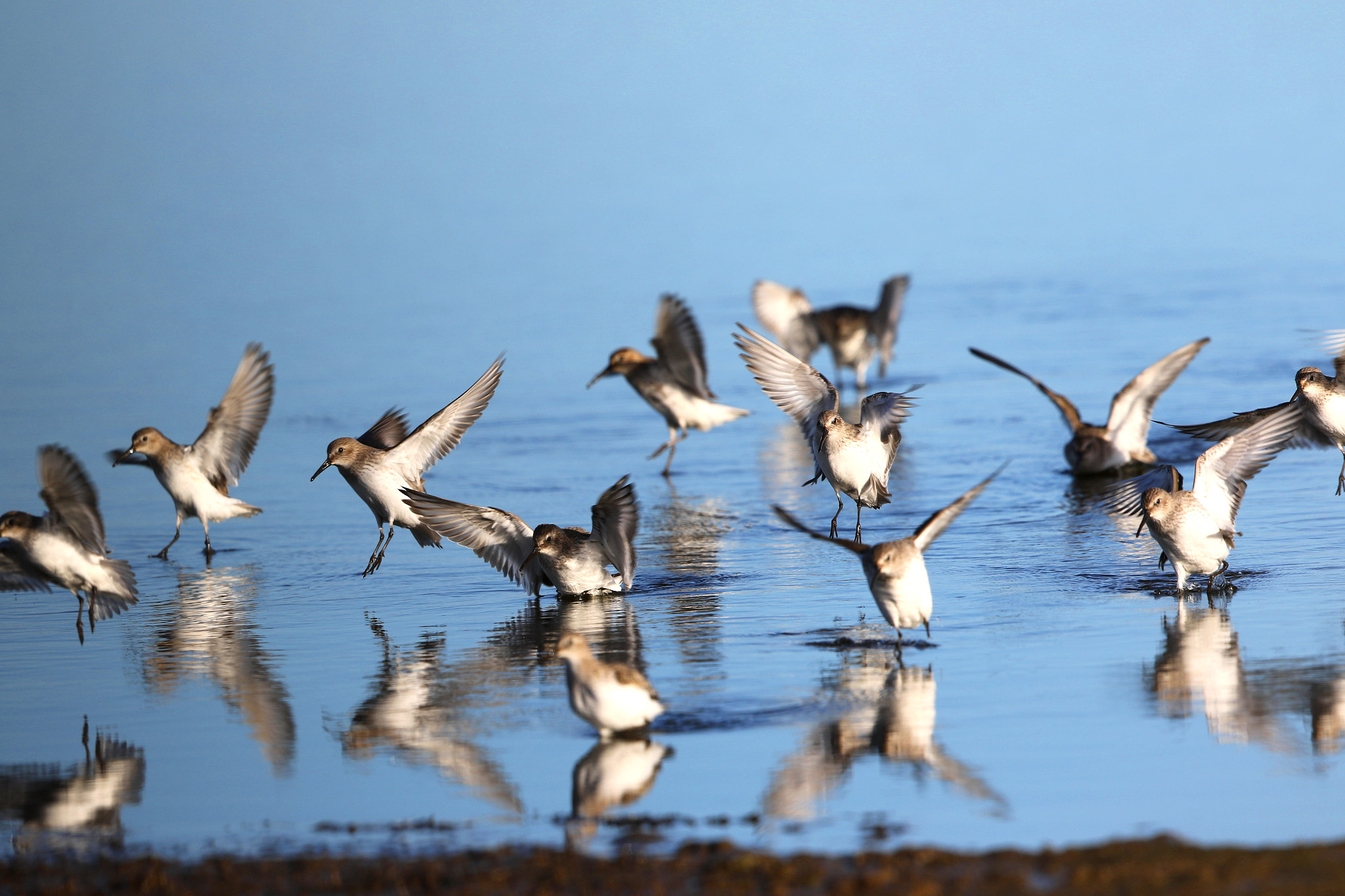 Canon EF 500mm F4L IS II USM sample photo. Flock of dunlin landing photography