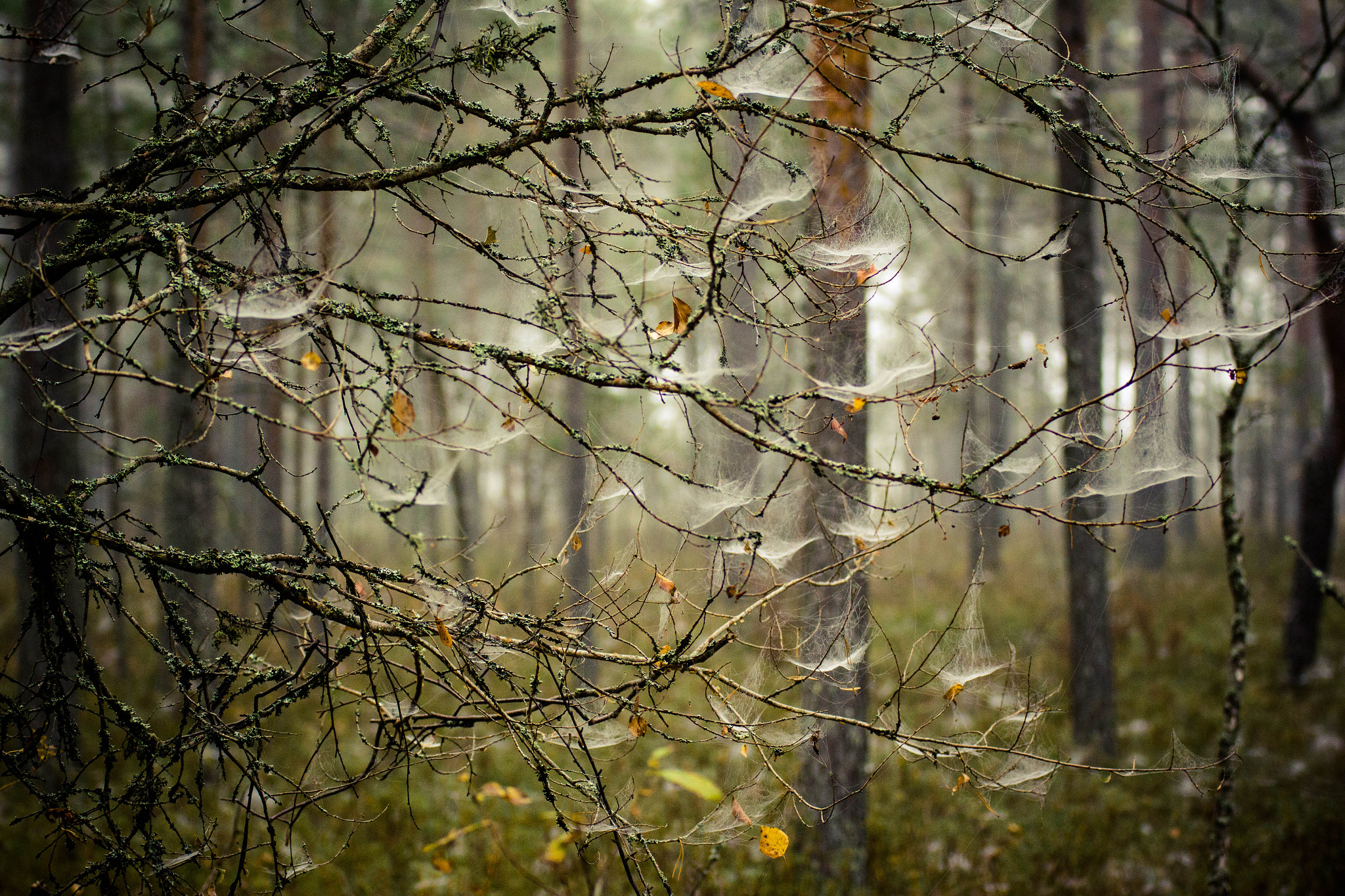 Canon EOS 550D (EOS Rebel T2i / EOS Kiss X4) + Tamron SP 35mm F1.8 Di VC USD sample photo. Valkmusa nationalpark photography
