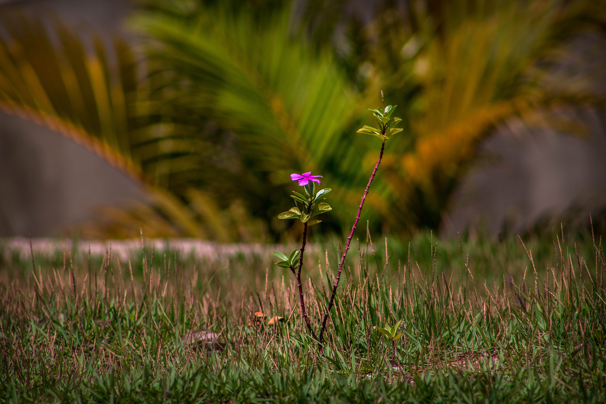 Canon EF 75-300mm f/4-5.6 USM sample photo. Apenas eu photography