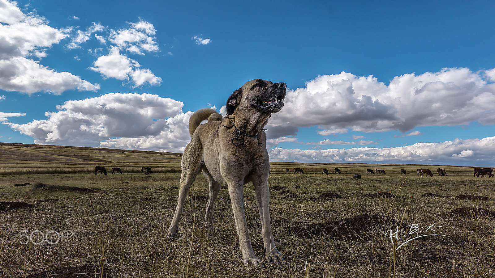 Samsung NX 16mm F2.4 Pancake sample photo. Kangal köpeği photography