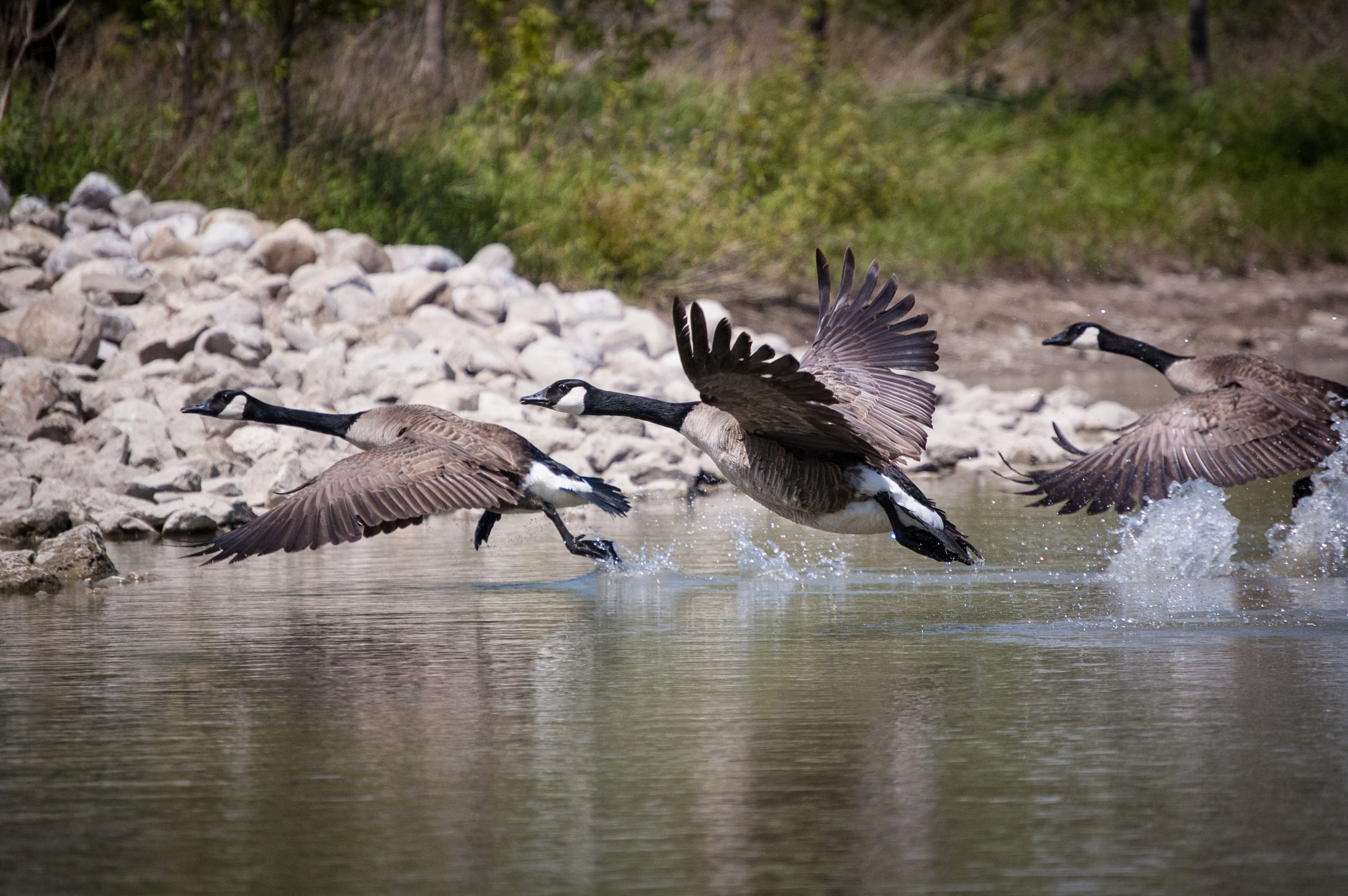 Nikon D50 sample photo. Three canada geese taking off from a pond photography