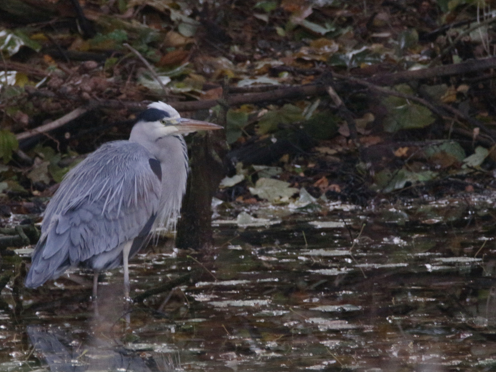 Sigma 150-600mm F5-6.3 DG OS HSM | C sample photo. Heron photography