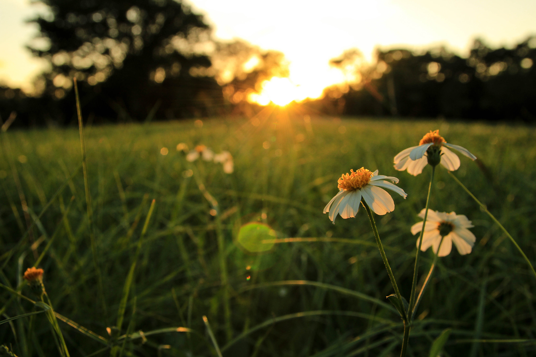 Canon EF-S 17-55mm F2.8 IS USM sample photo. Happy photography