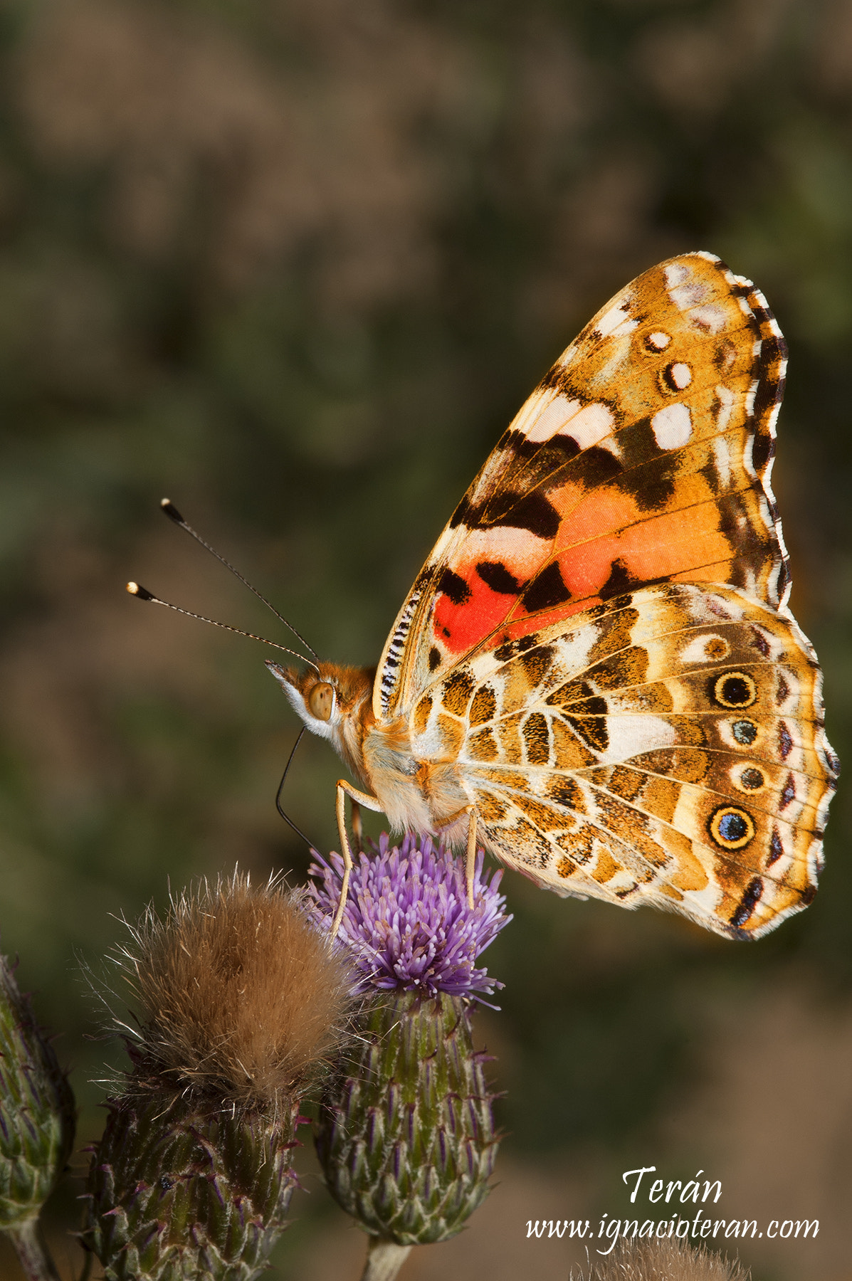 Nikon D70 sample photo. Buttherfly 3 photography