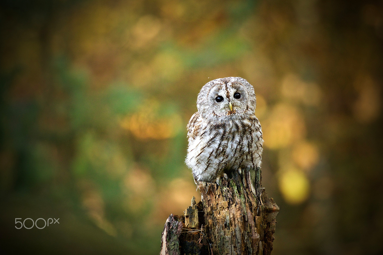 Canon EOS 7D Mark II + Canon EF 200-400mm F4L IS USM Extender 1.4x sample photo. Puštík obecný (strix aluco) photography