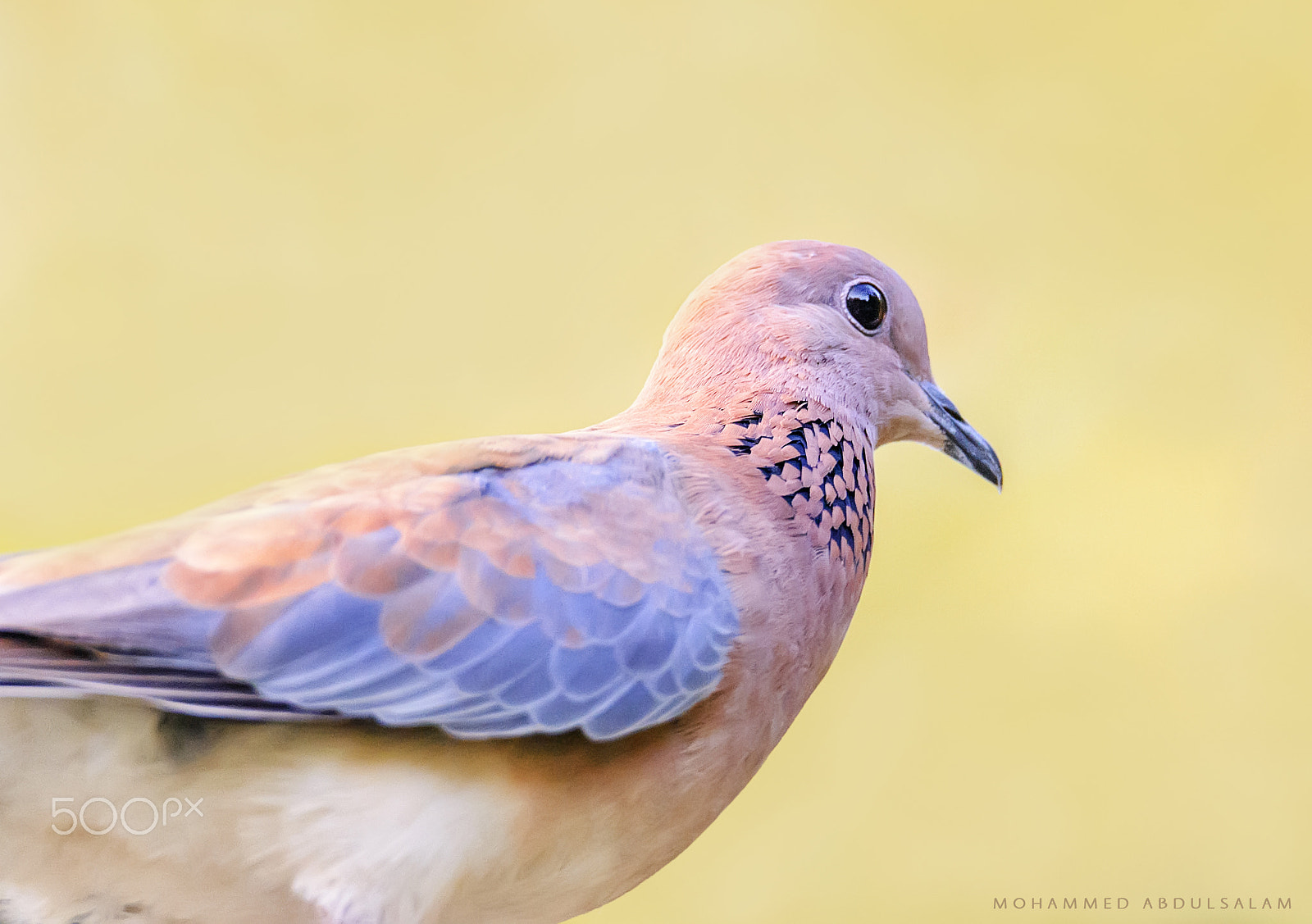 Nikon D610 + Sigma 50mm F2.8 EX DG Macro sample photo. Bird photography