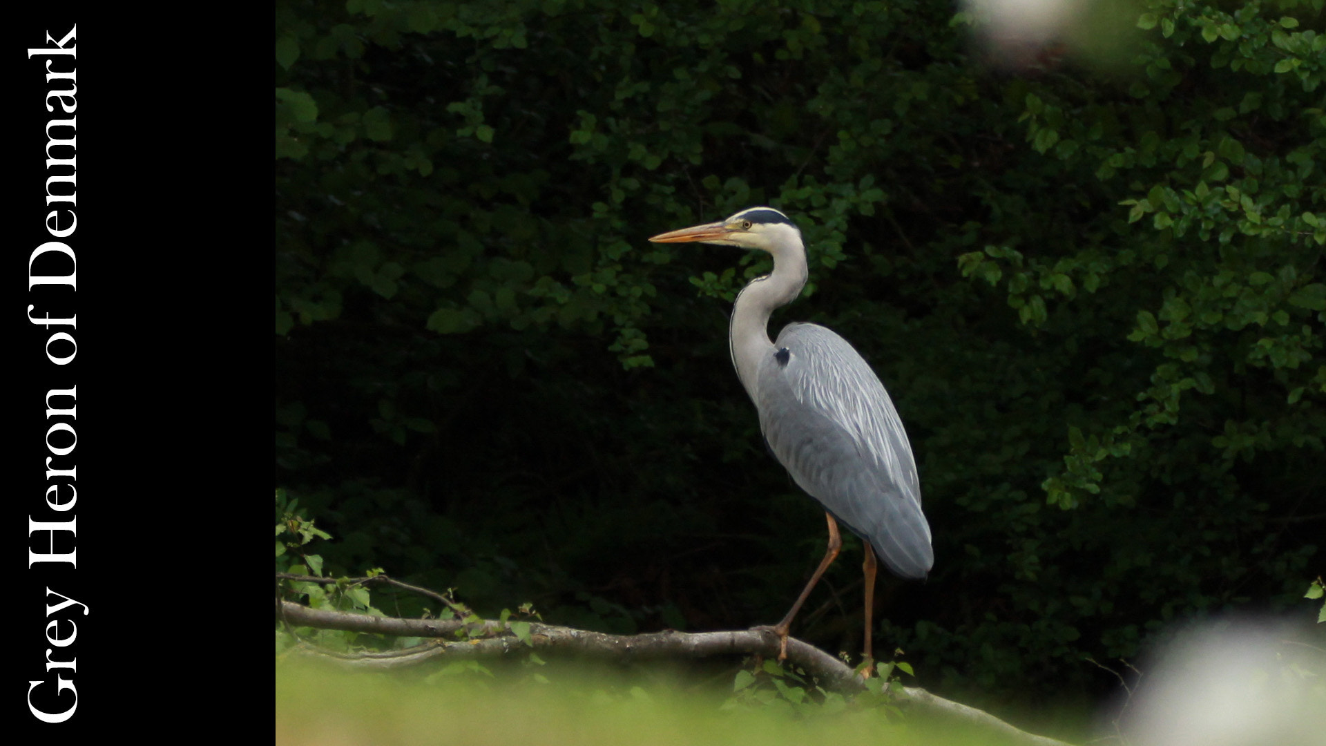 150-600mm F5-6.3 DG OS HSM | Contemporary 015 sample photo. Grey heron 4 photography