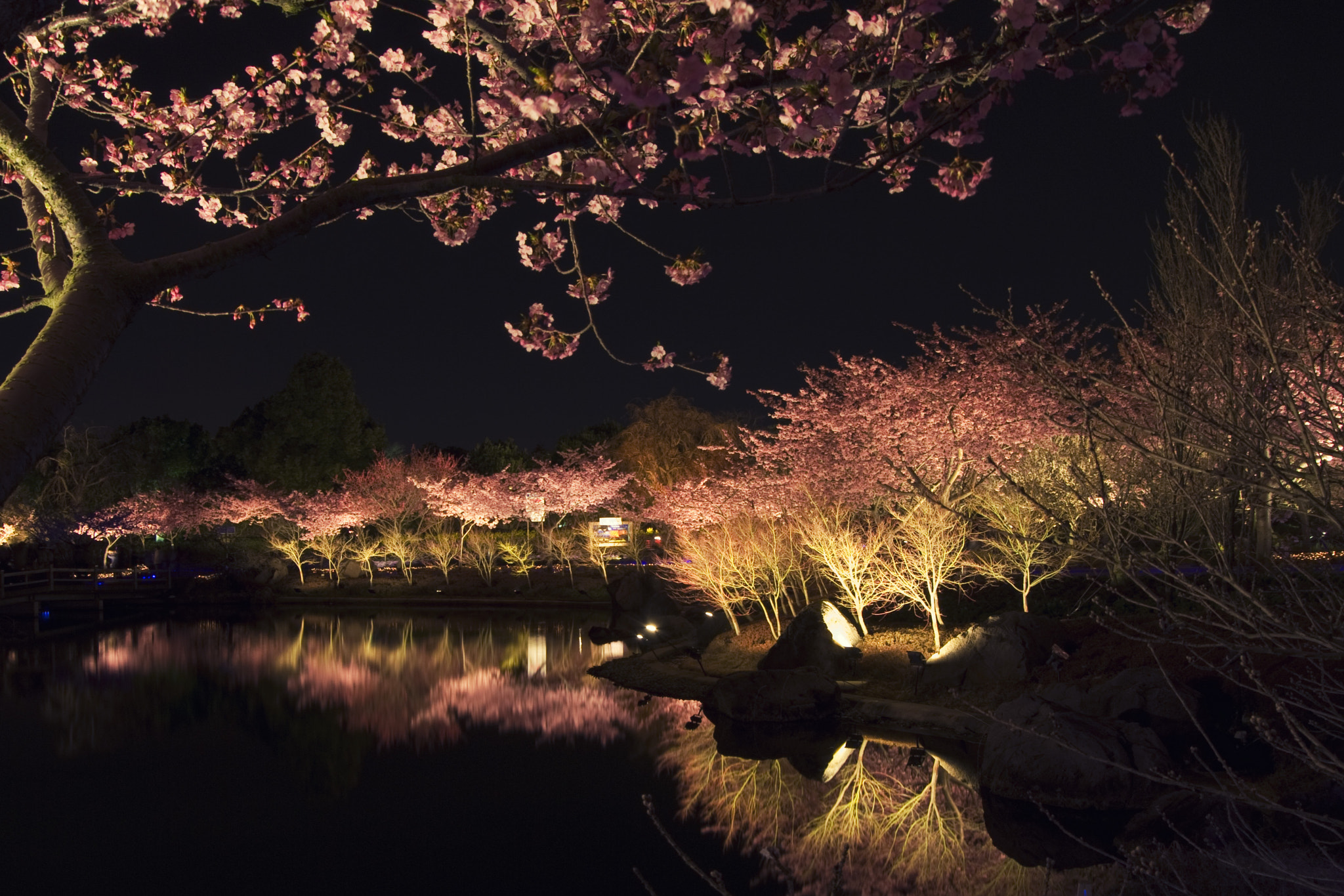 Nikon D200 sample photo. Hanami 花見 photography