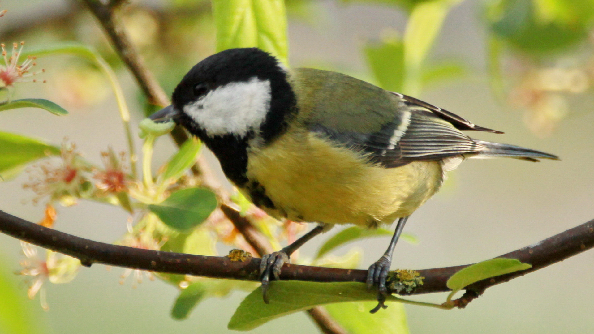 Sigma 150-600mm F5-6.3 DG OS HSM | C sample photo. Bird photography