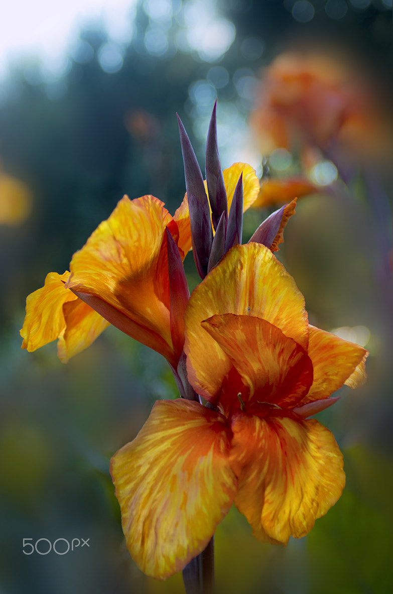 Pentax smc DA 17-70mm F4.0 AL (IF) SDM sample photo. Canna photography