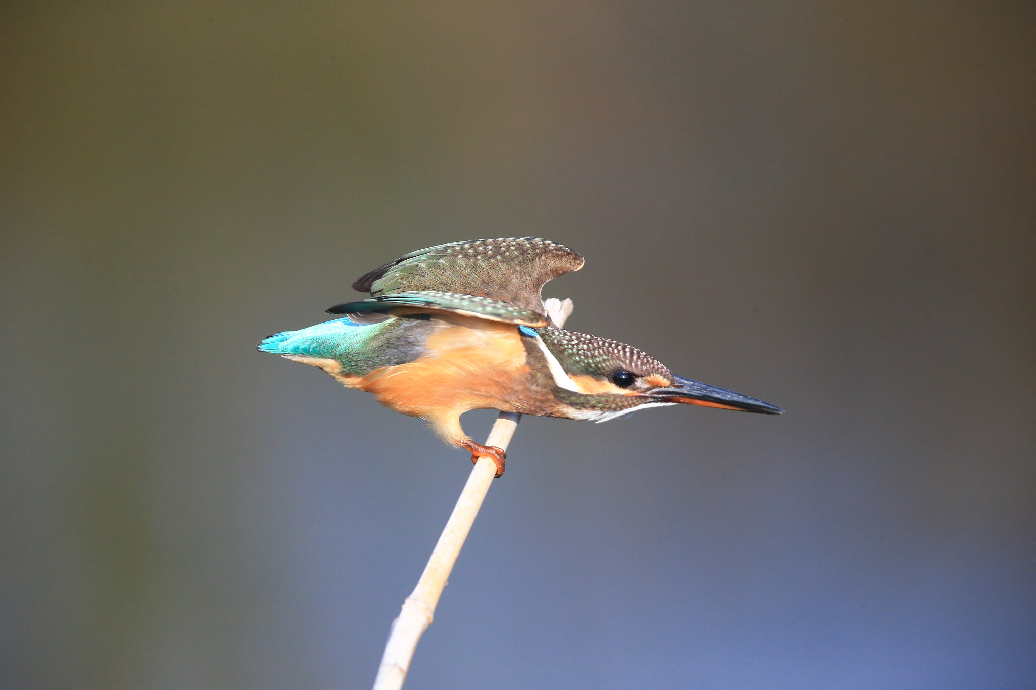 Canon EF 600mm F4L IS II USM sample photo. 117 photography