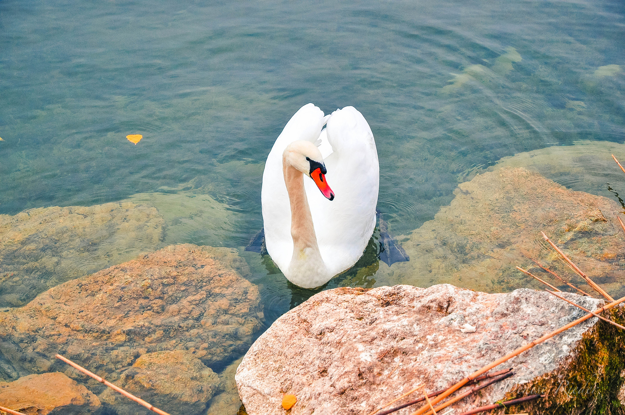 Nikon D5000 sample photo. Schwan photography