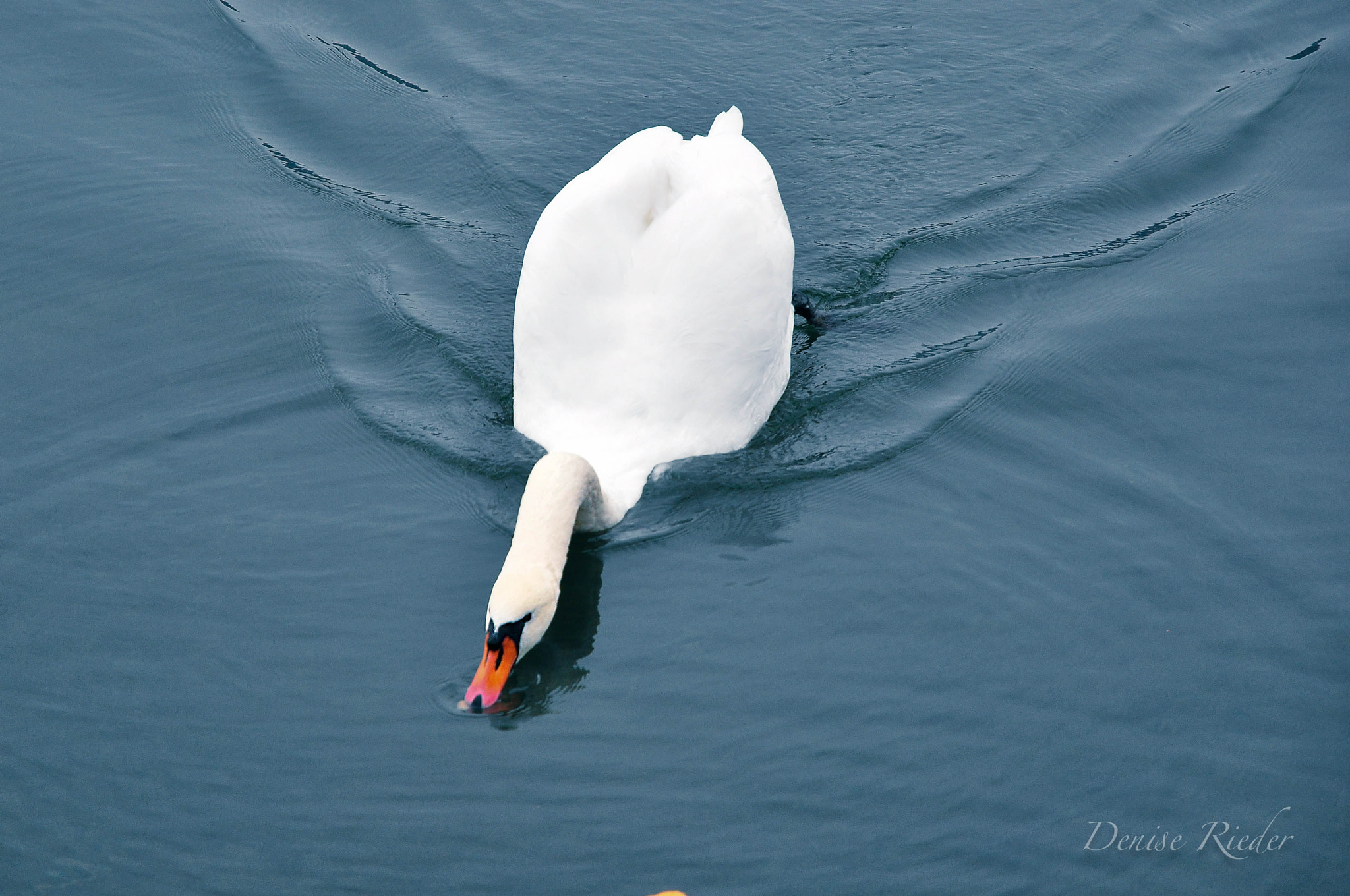 Nikon D5000 sample photo. Schwan photography