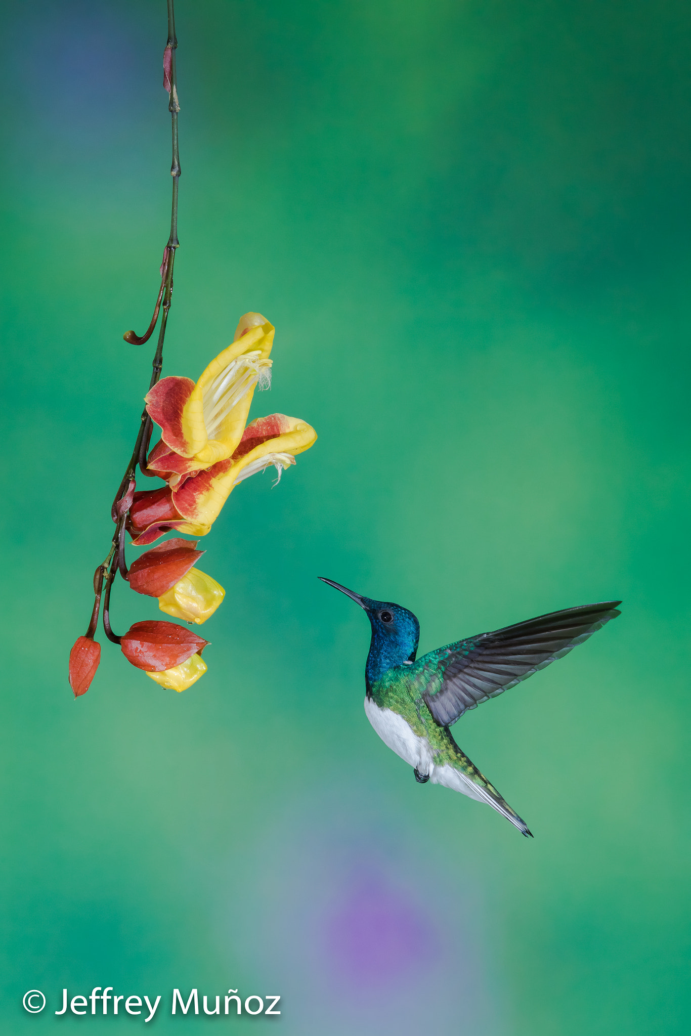 Canon EF 500mm F4L IS II USM sample photo. White-necked jacobin photography