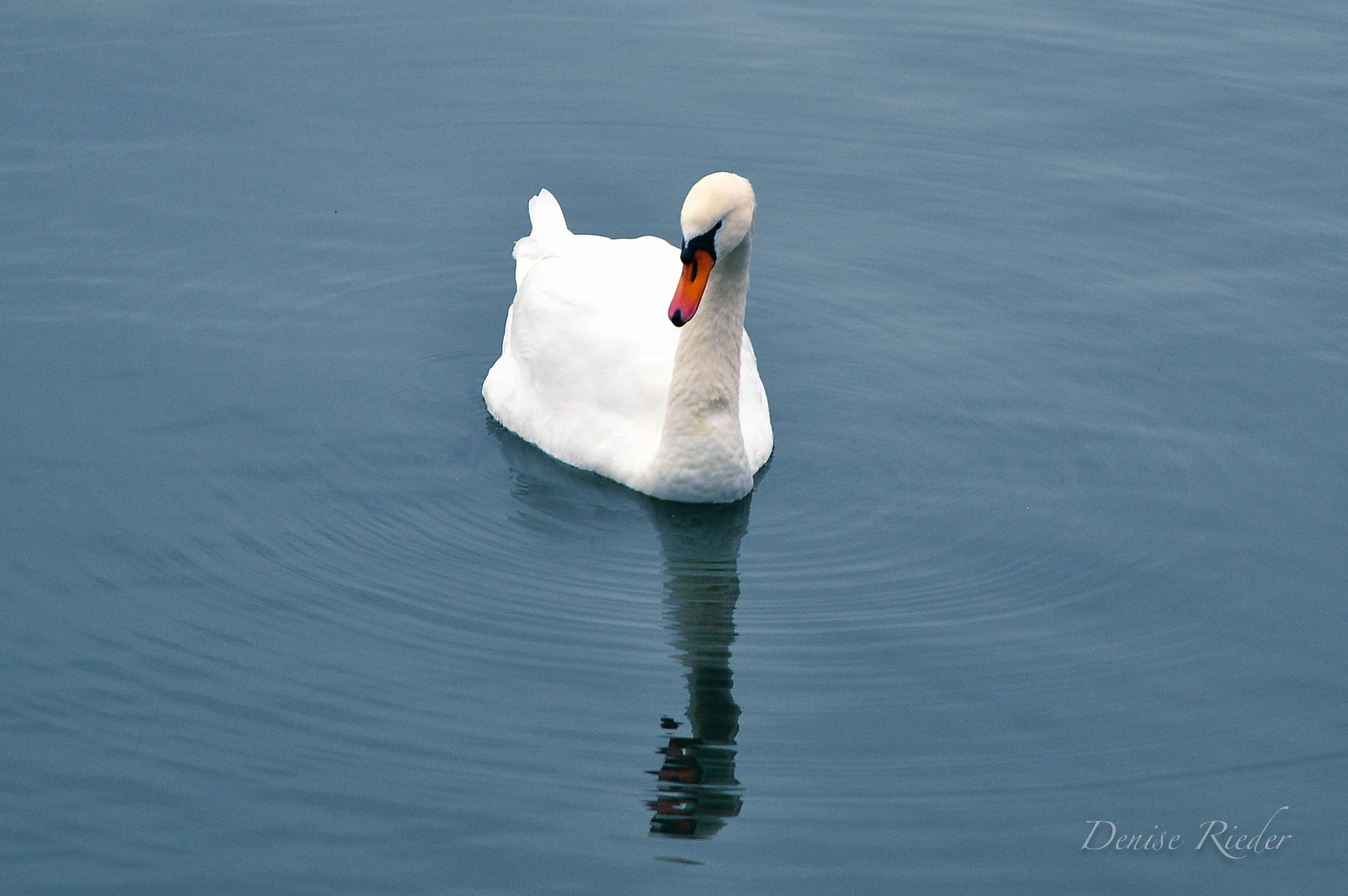 Nikon D5000 sample photo. Schwan photography