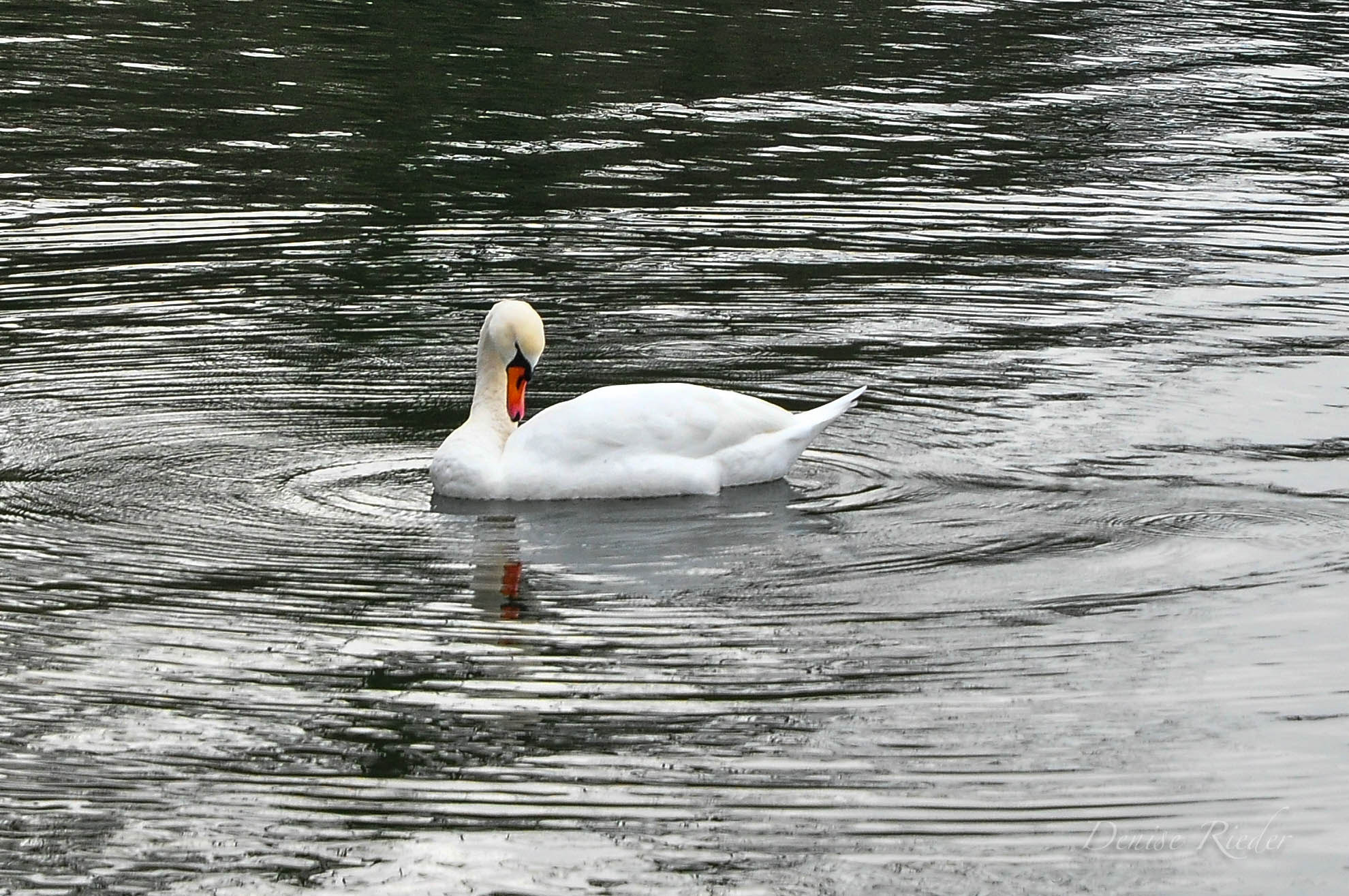 Nikon D5000 sample photo. Schwan photography
