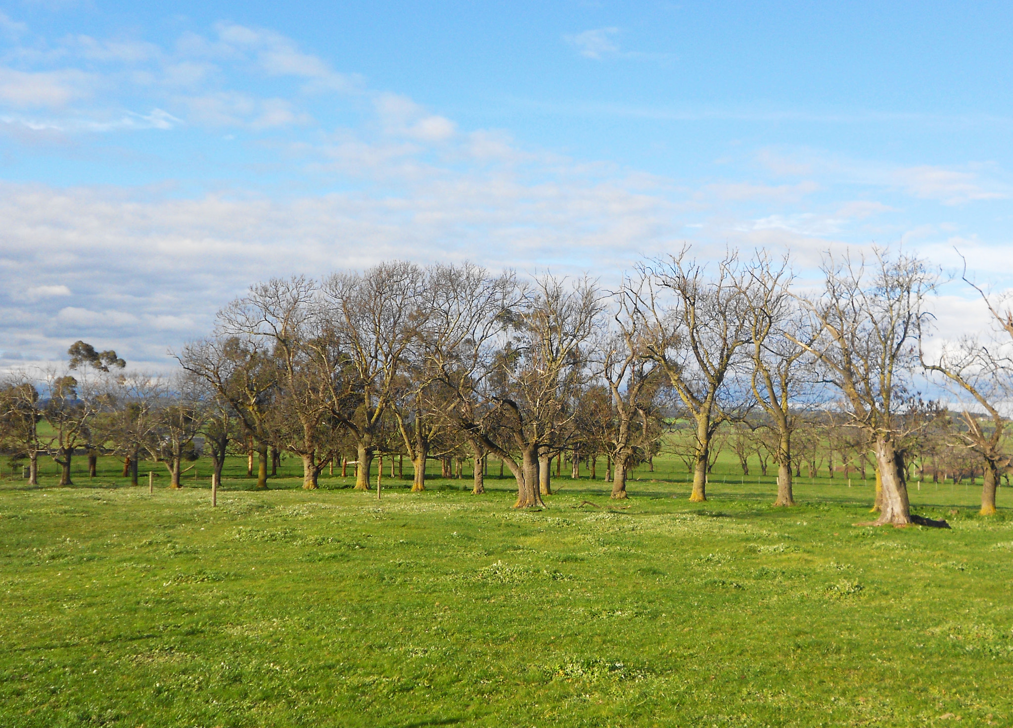 Nikon COOLPIX S2600 sample photo. Avenue of trees photography