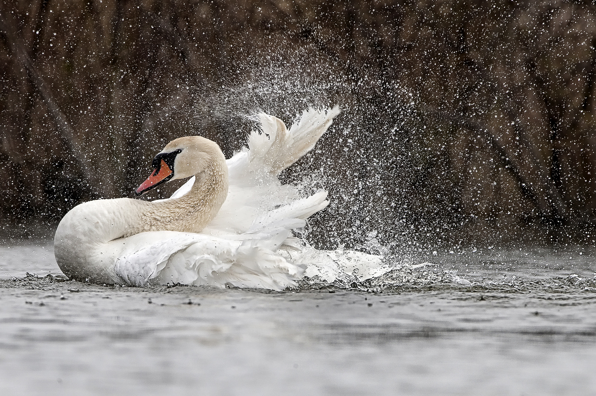 Canon EOS-1Ds Mark II + Tamron SP 150-600mm F5-6.3 Di VC USD sample photo. Swan lake photography
