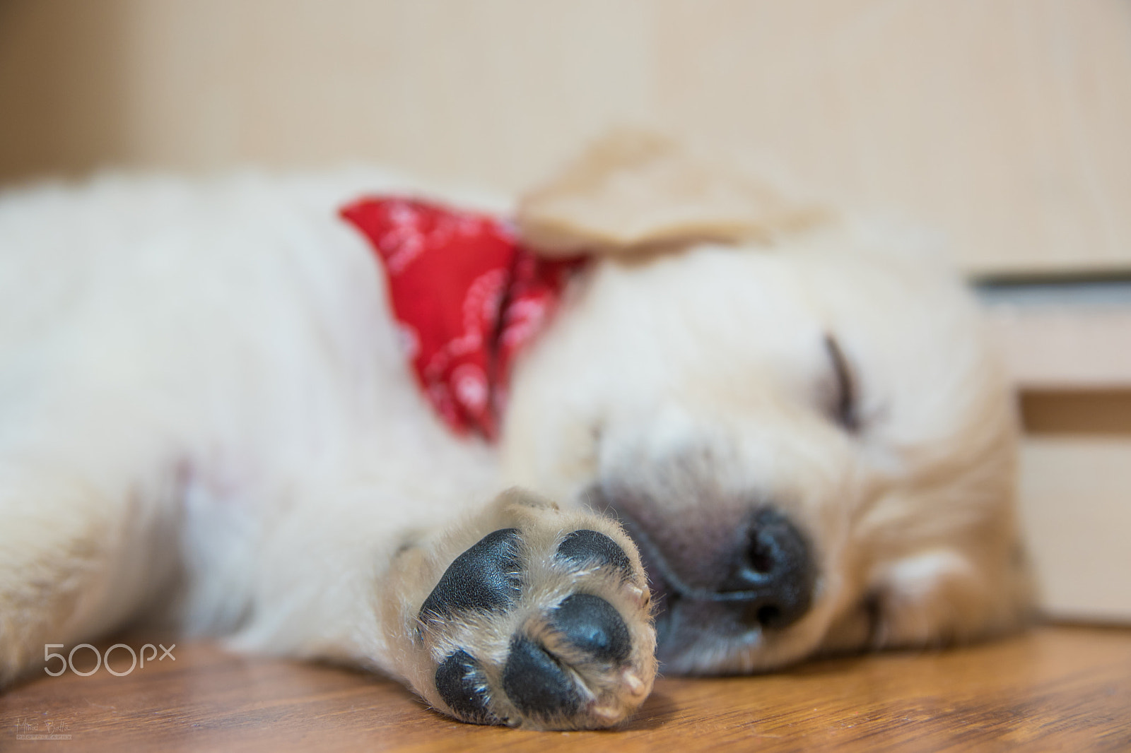 Sigma 17-50mm F2.8 EX DC OS HSM sample photo. Sleepy adolf photography