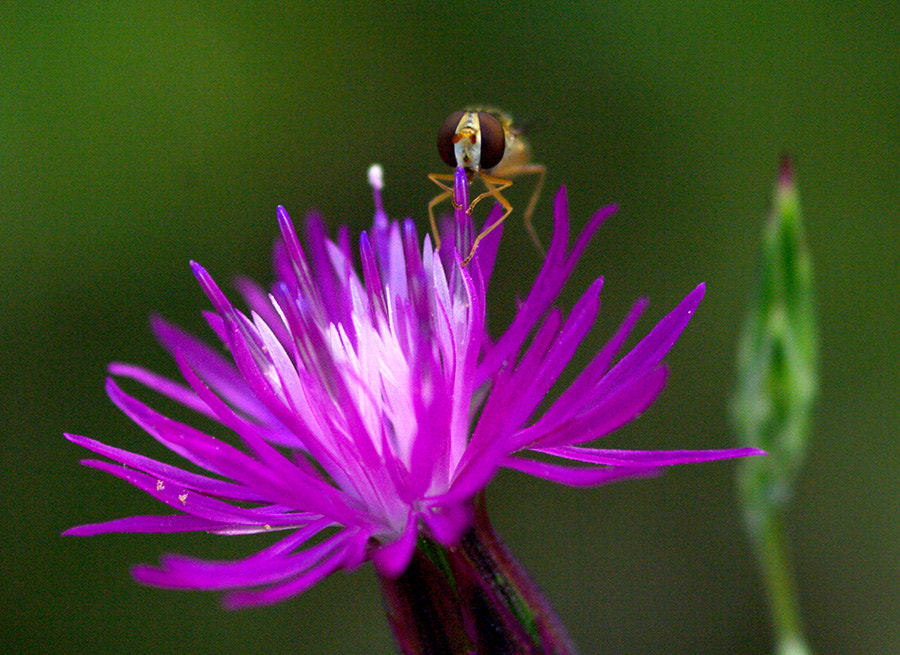 Pentax K20D + smc PENTAX-FA Macro 100mm F2.8 sample photo. Mni photography