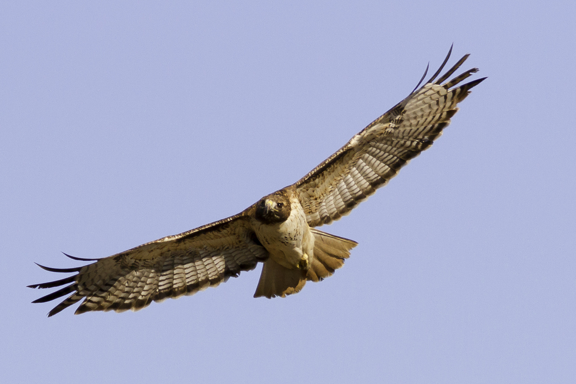 Canon EF 70-200mm F2.8L IS USM sample photo. Wing span photography