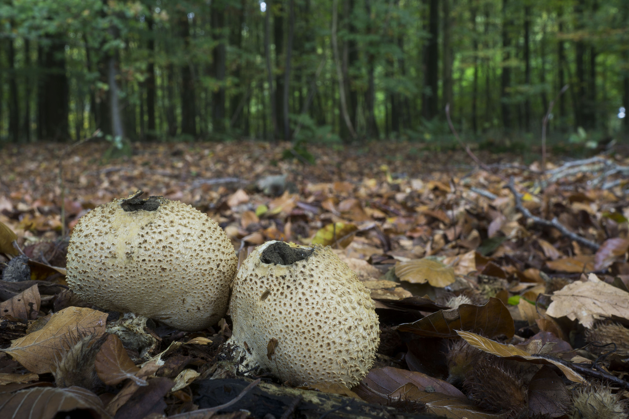 Sony Sonnar T* E 24mm F1.8 ZA sample photo. Earthball photography