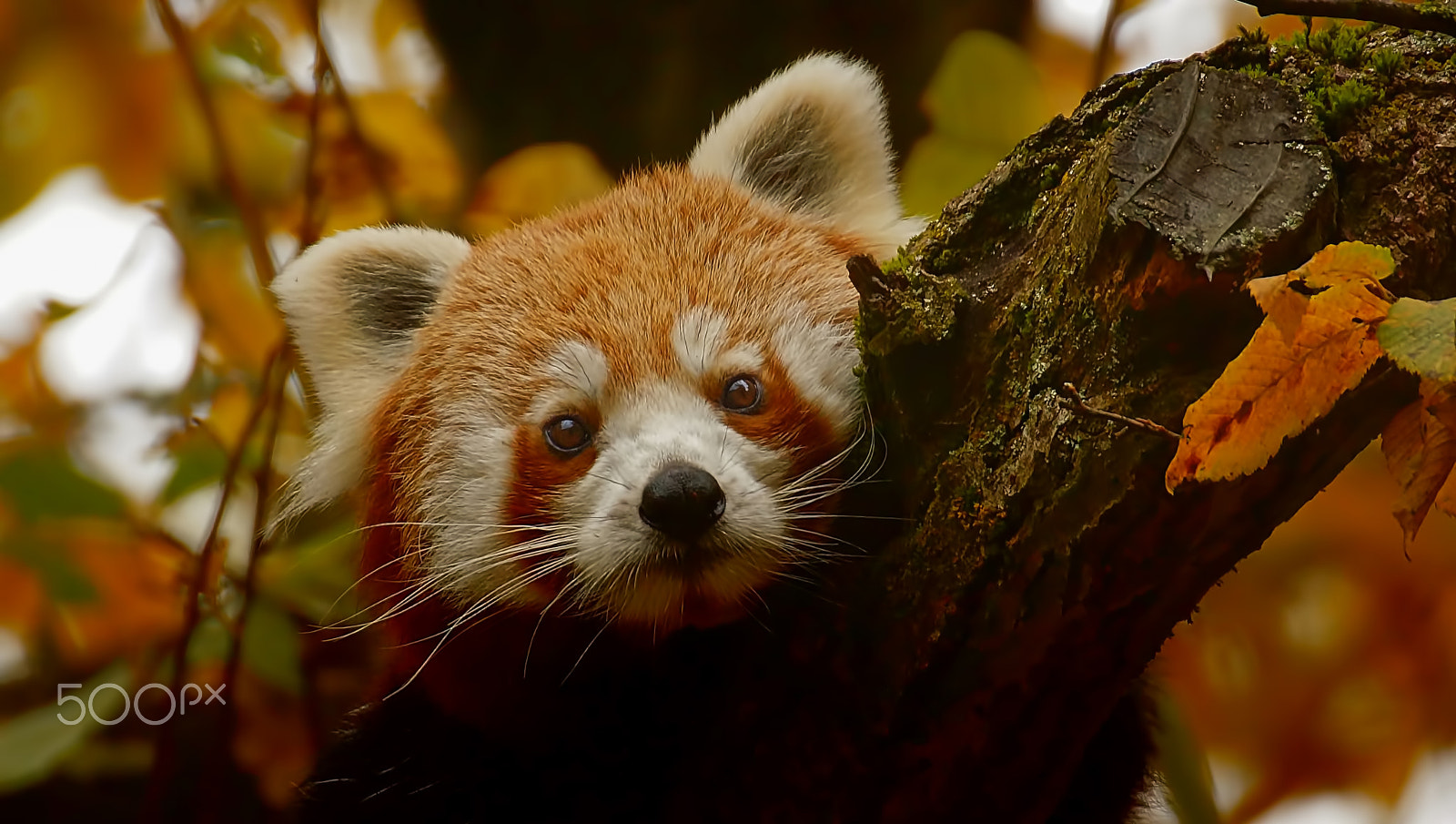 Tamron SP 70-300mm F4-5.6 Di USD sample photo. Kleiner panda photography