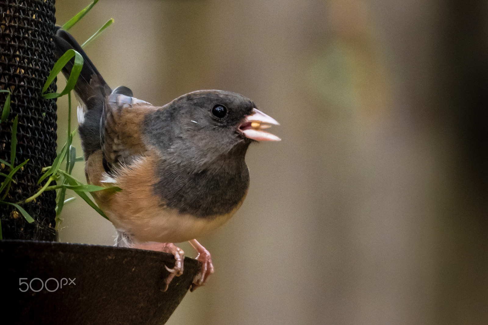 Sigma 120-400mm F4.5-5.6 DG OS HSM sample photo. Dark eyed junco photography