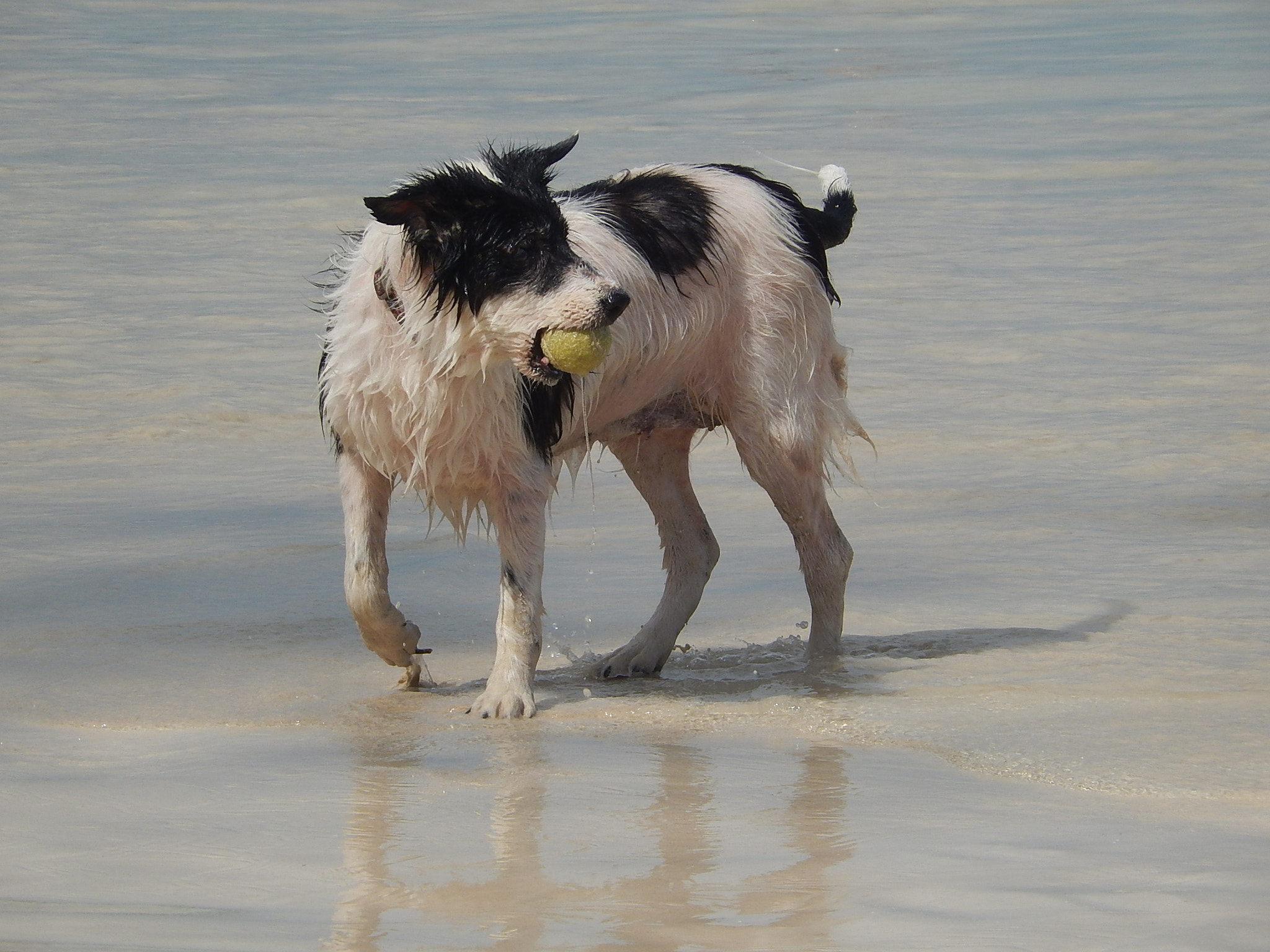 Nikon Coolpix S9500 sample photo. Dog with tennis ball photography