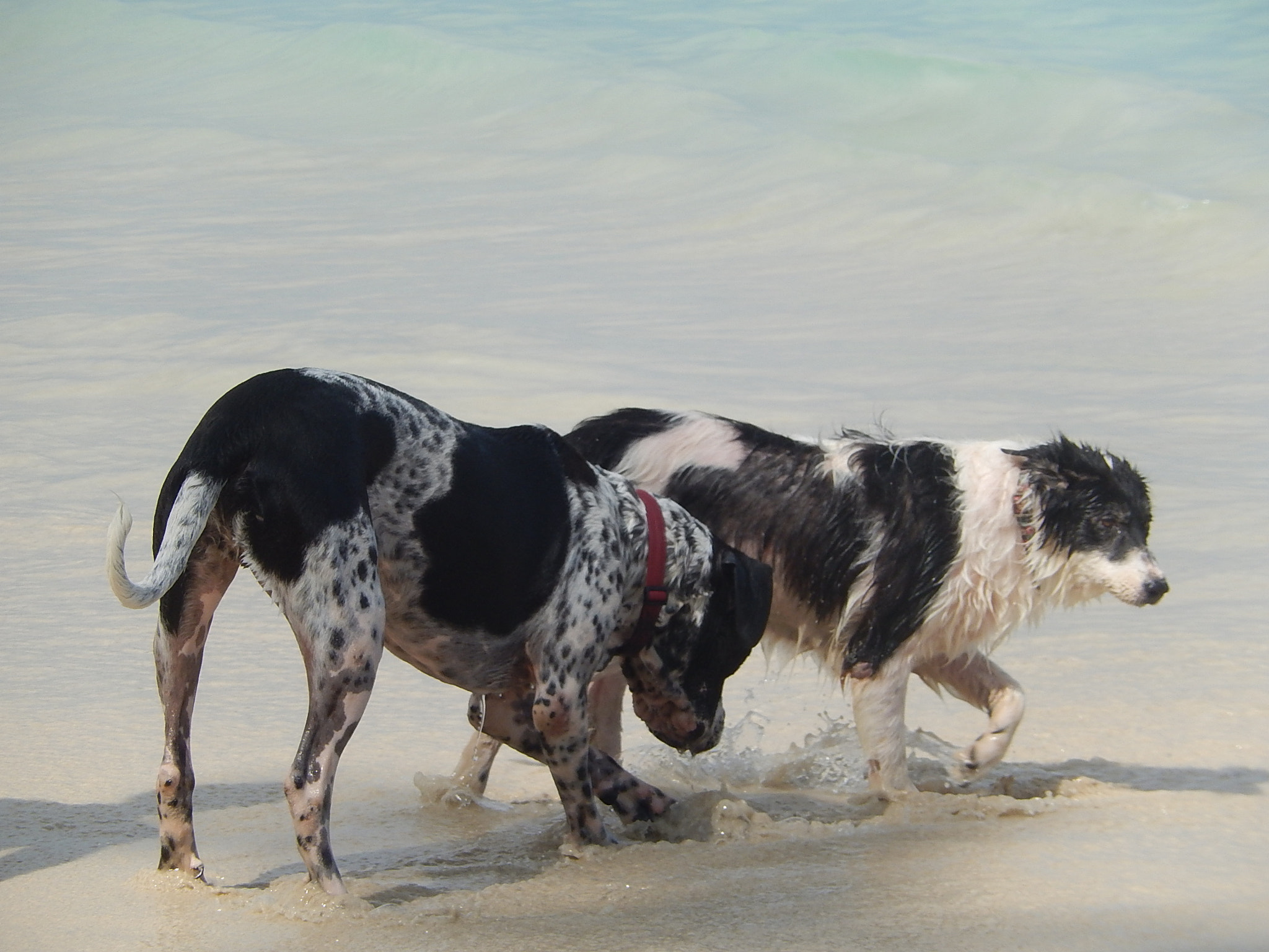 Nikon Coolpix S9500 sample photo. Dogs enjoy beach photography